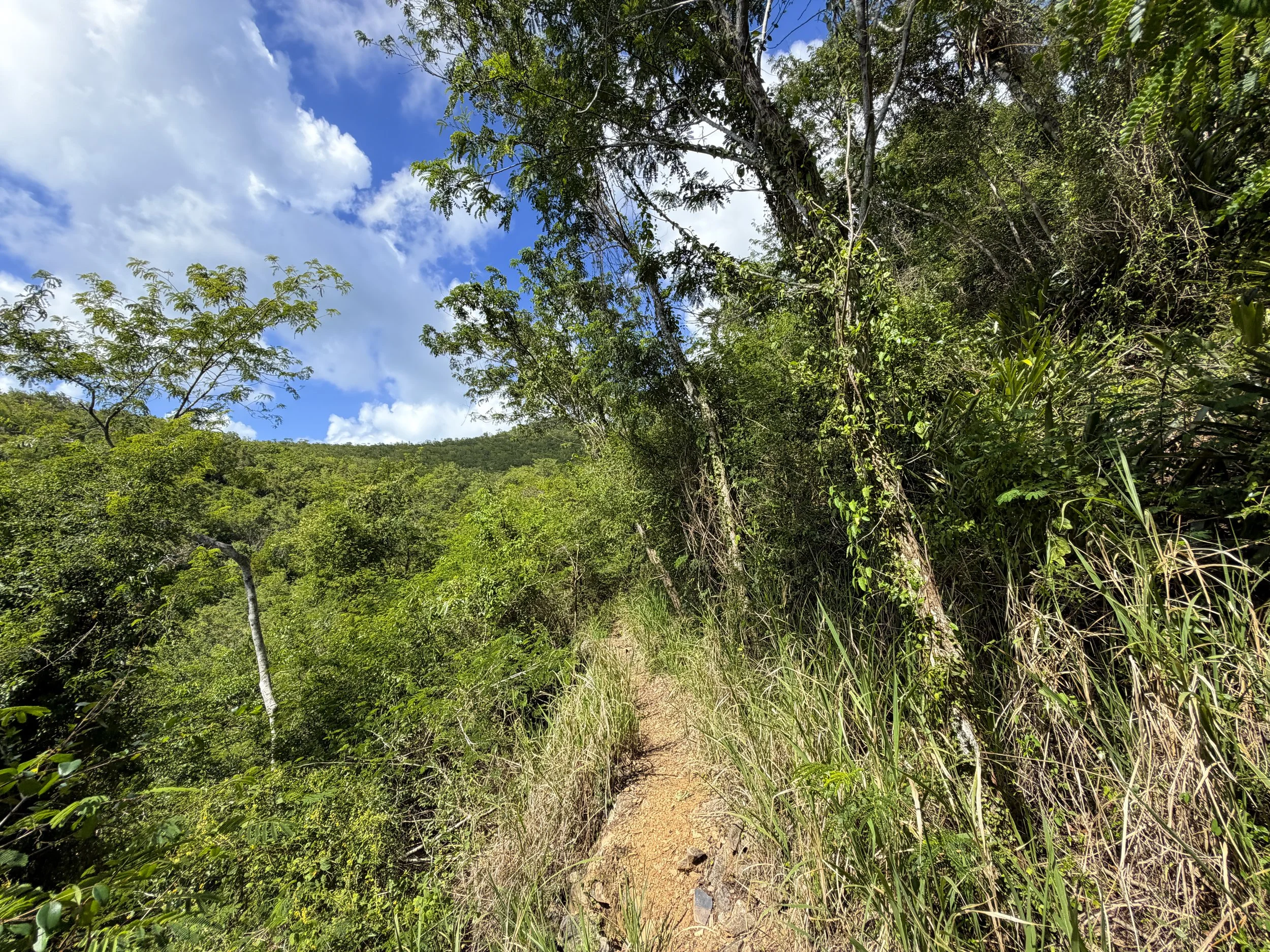 Great Sieben Trail Virgin Islands National Park
