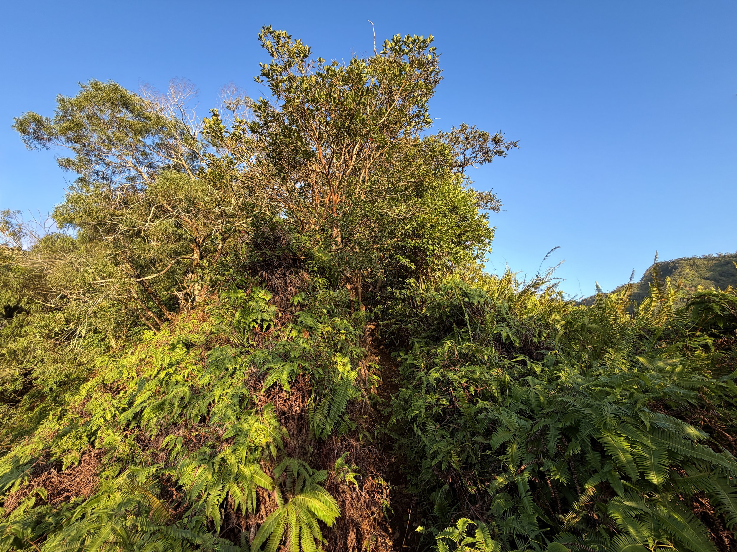 Moanalua Middle Ridge Trail to Stairway to Heaven Oahu Hawaii