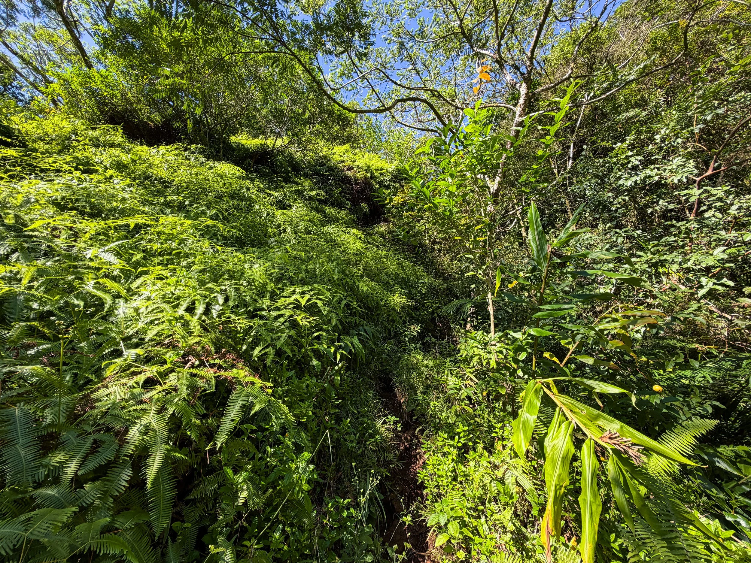 Kaau Crater Hike Oahu Hawaii