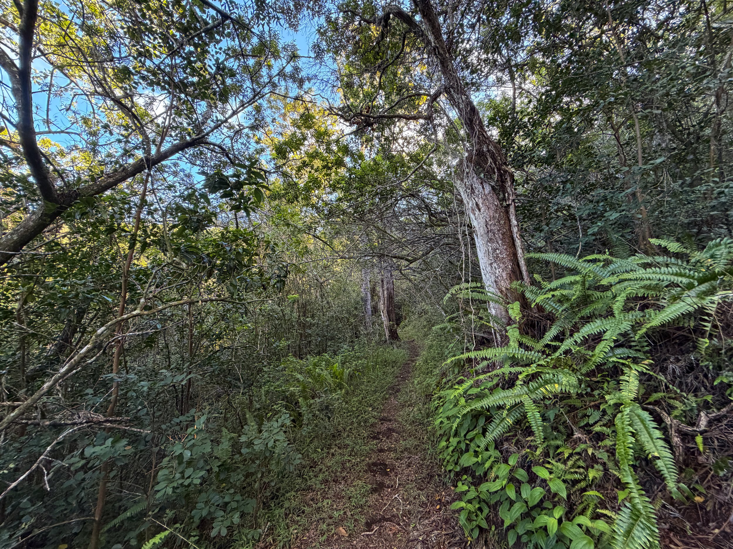 Mokuleia Trail Oahu Hawaii