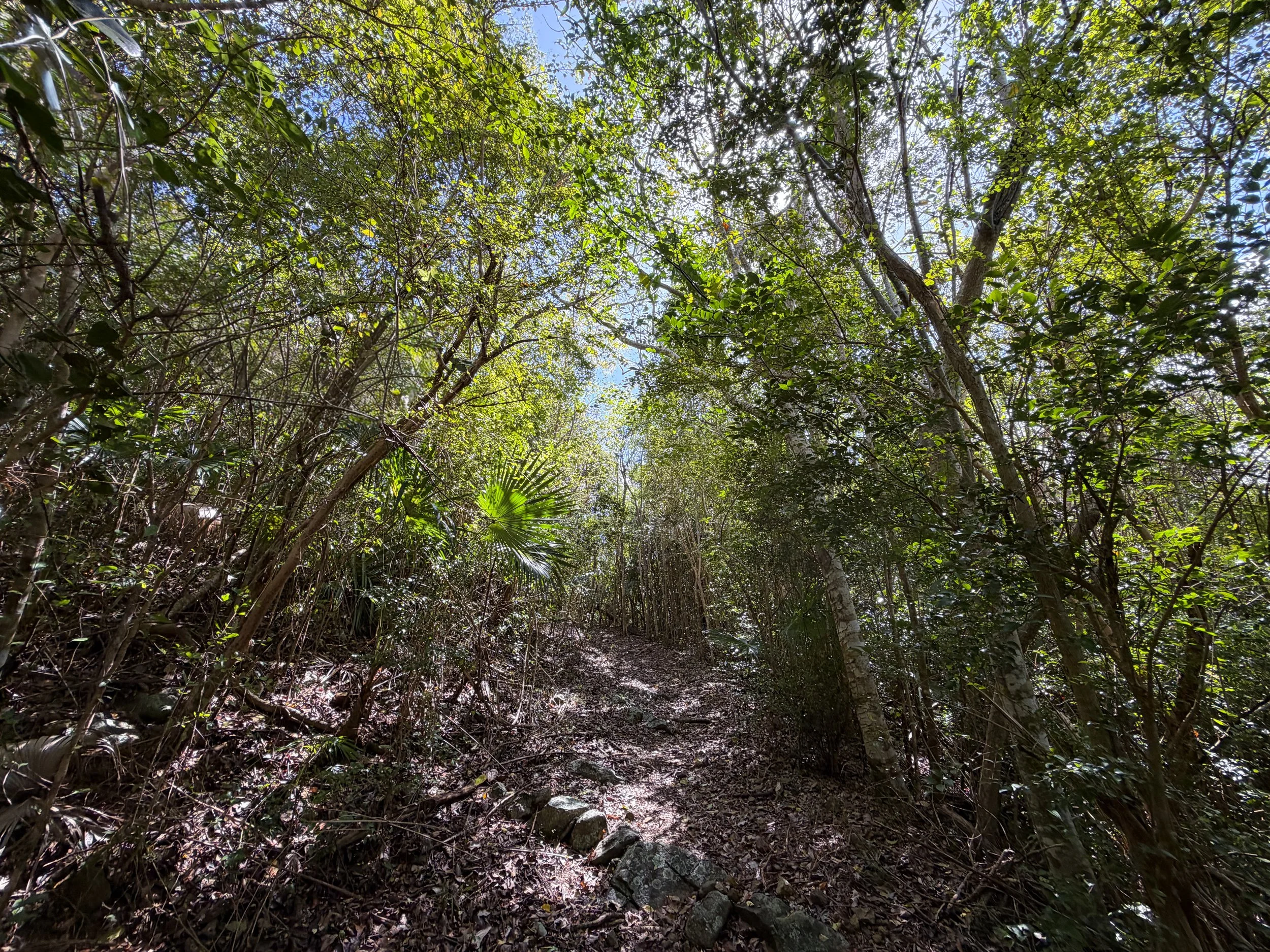 Bordeaux Mountain Trail Virgin Islands National Park