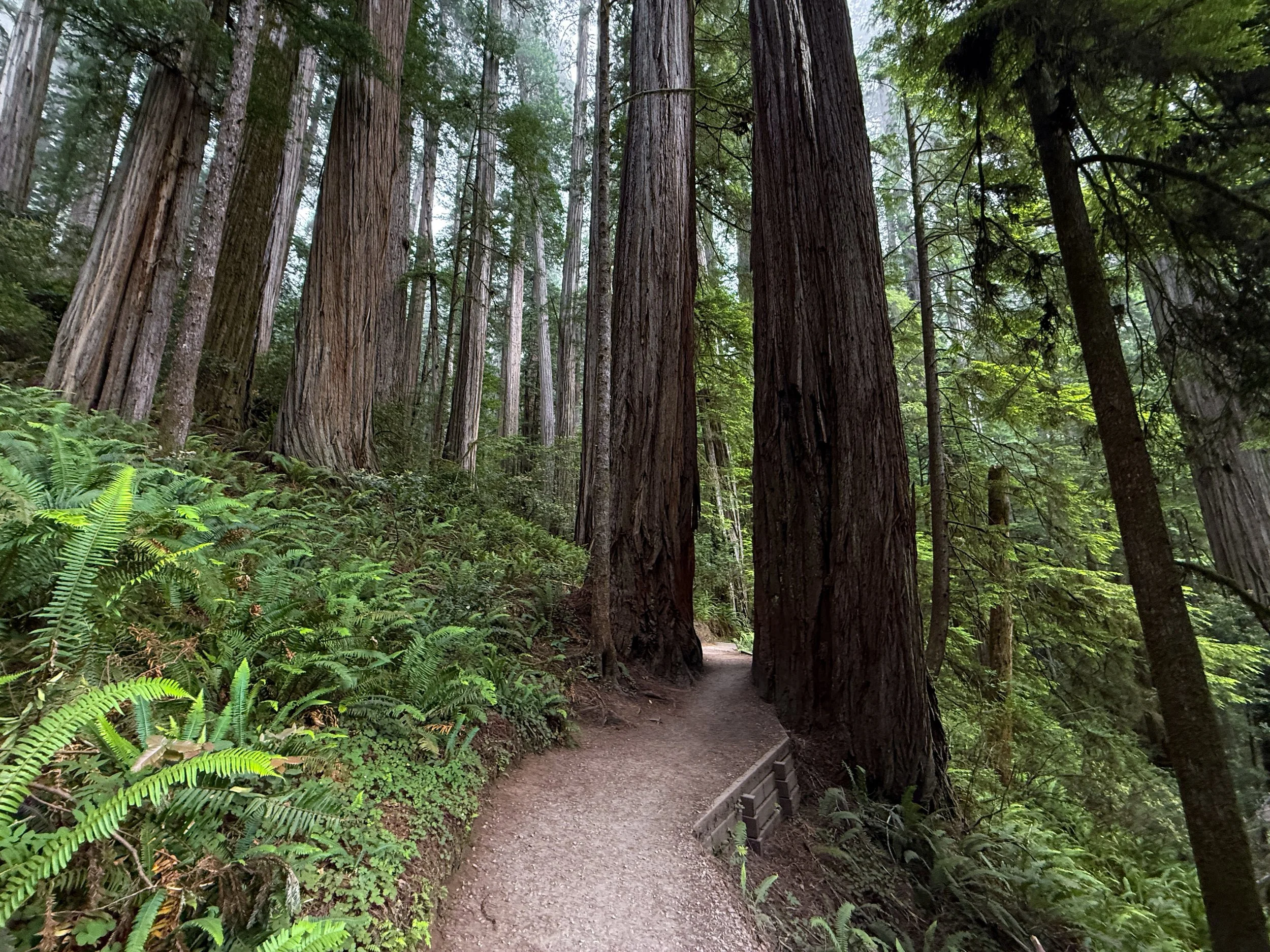Grove of the Titans Trail Jedediah Smith Redwoods State Park California