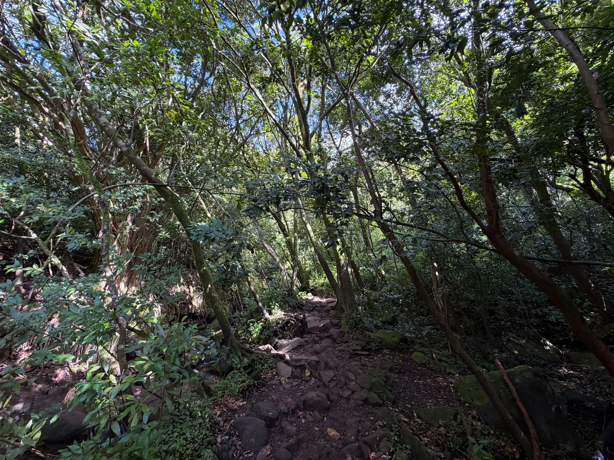 Lulumahu Falls Trail Oahu Hawaii