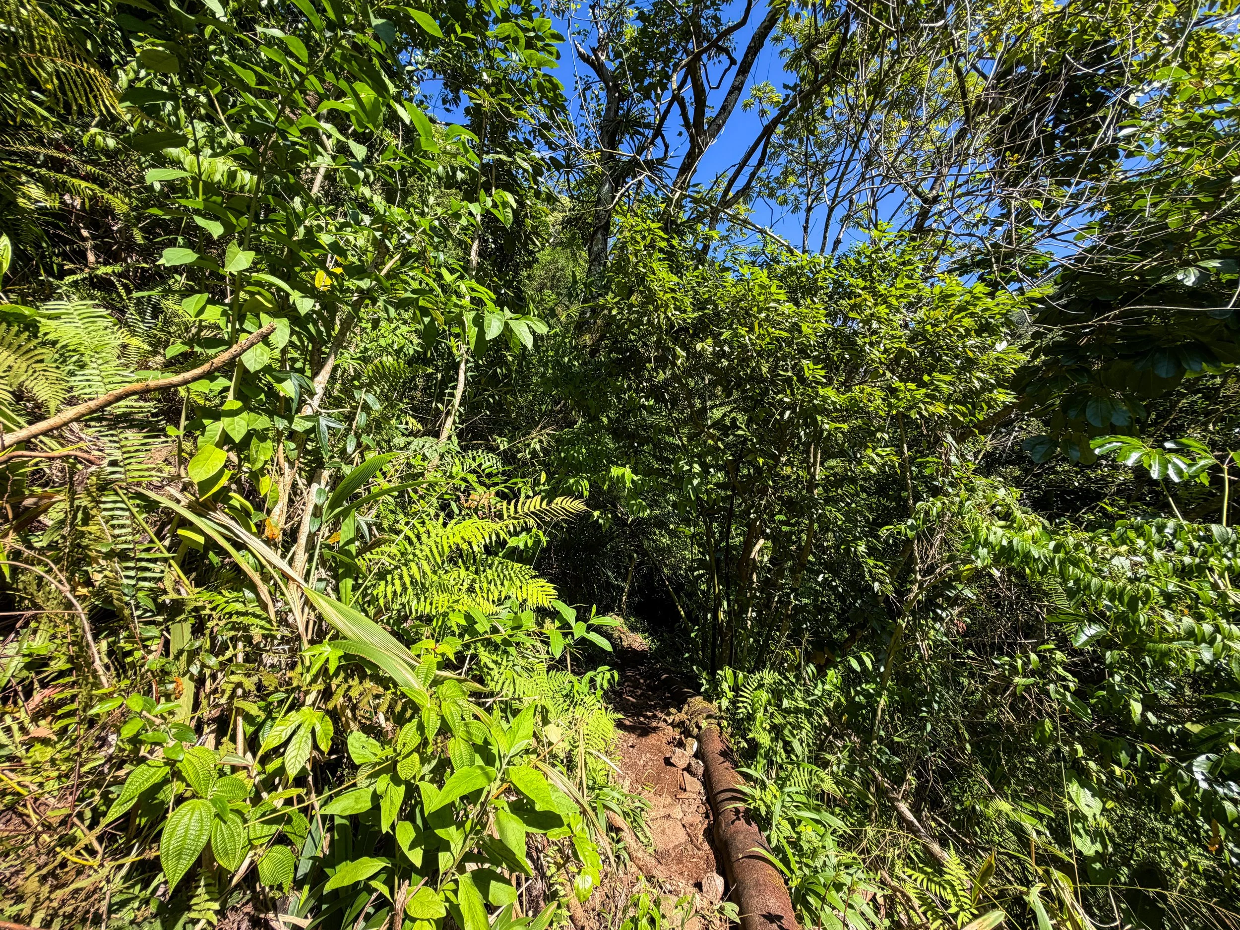 Kaau Crater Loop Hike Oahu Hawaii