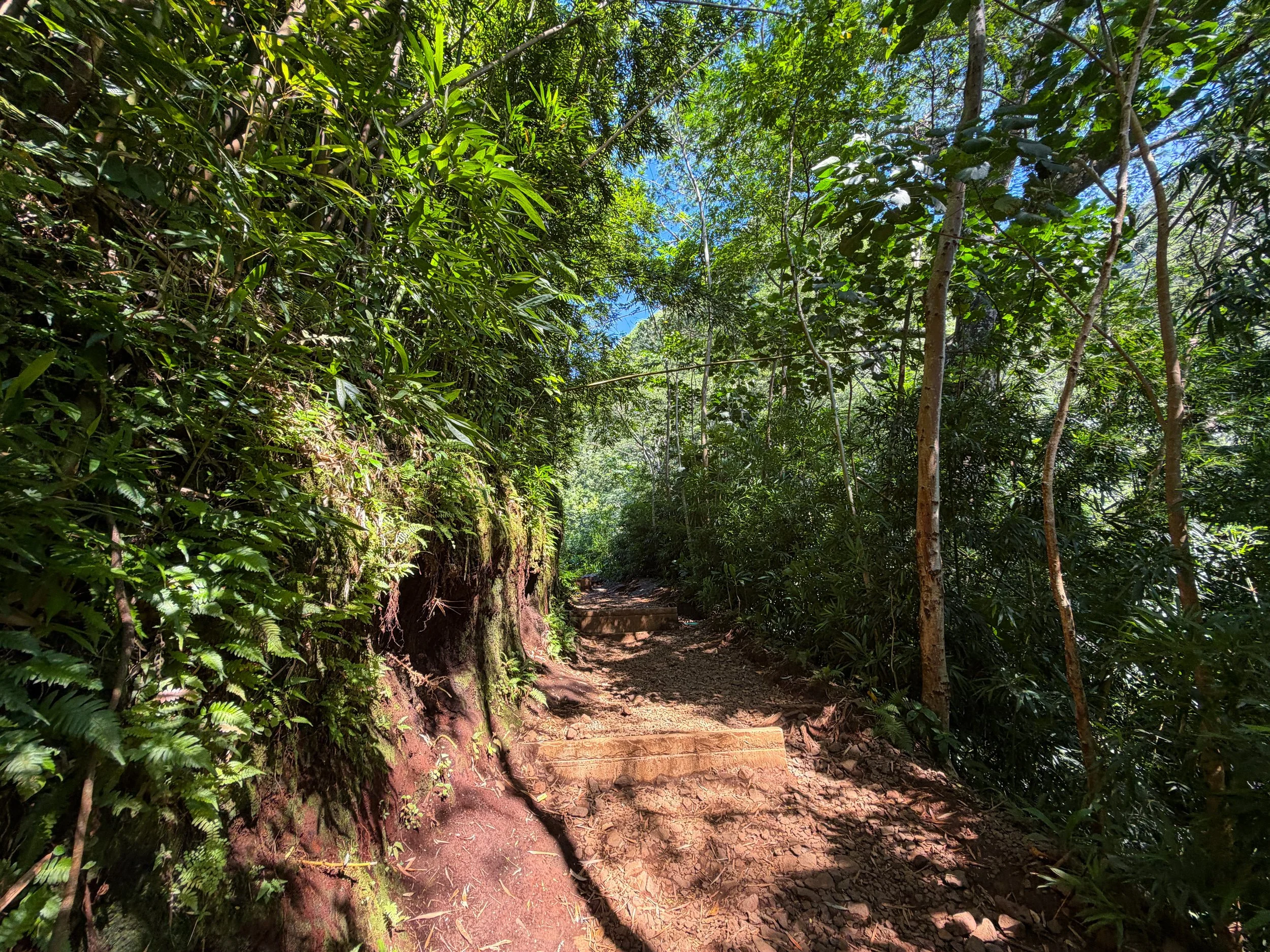 Manoa Falls Trail Oahu Hawaii