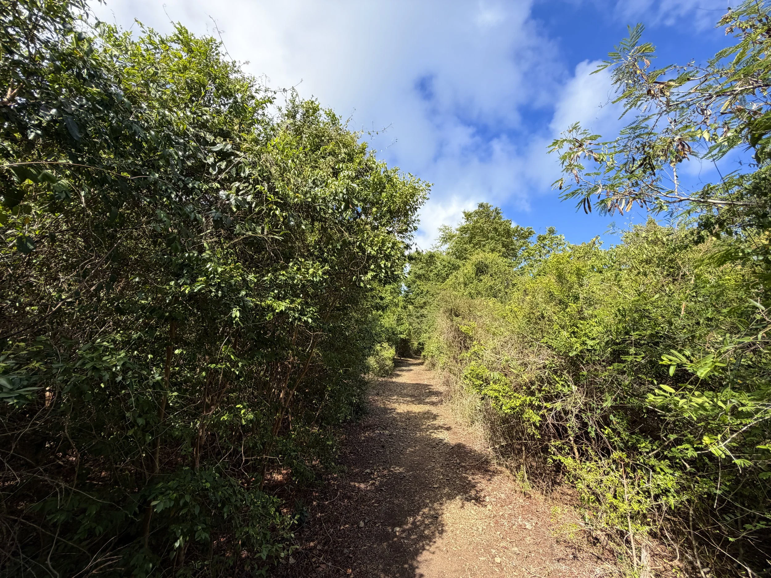 Brown Bay Trail Virgin Islands National Park