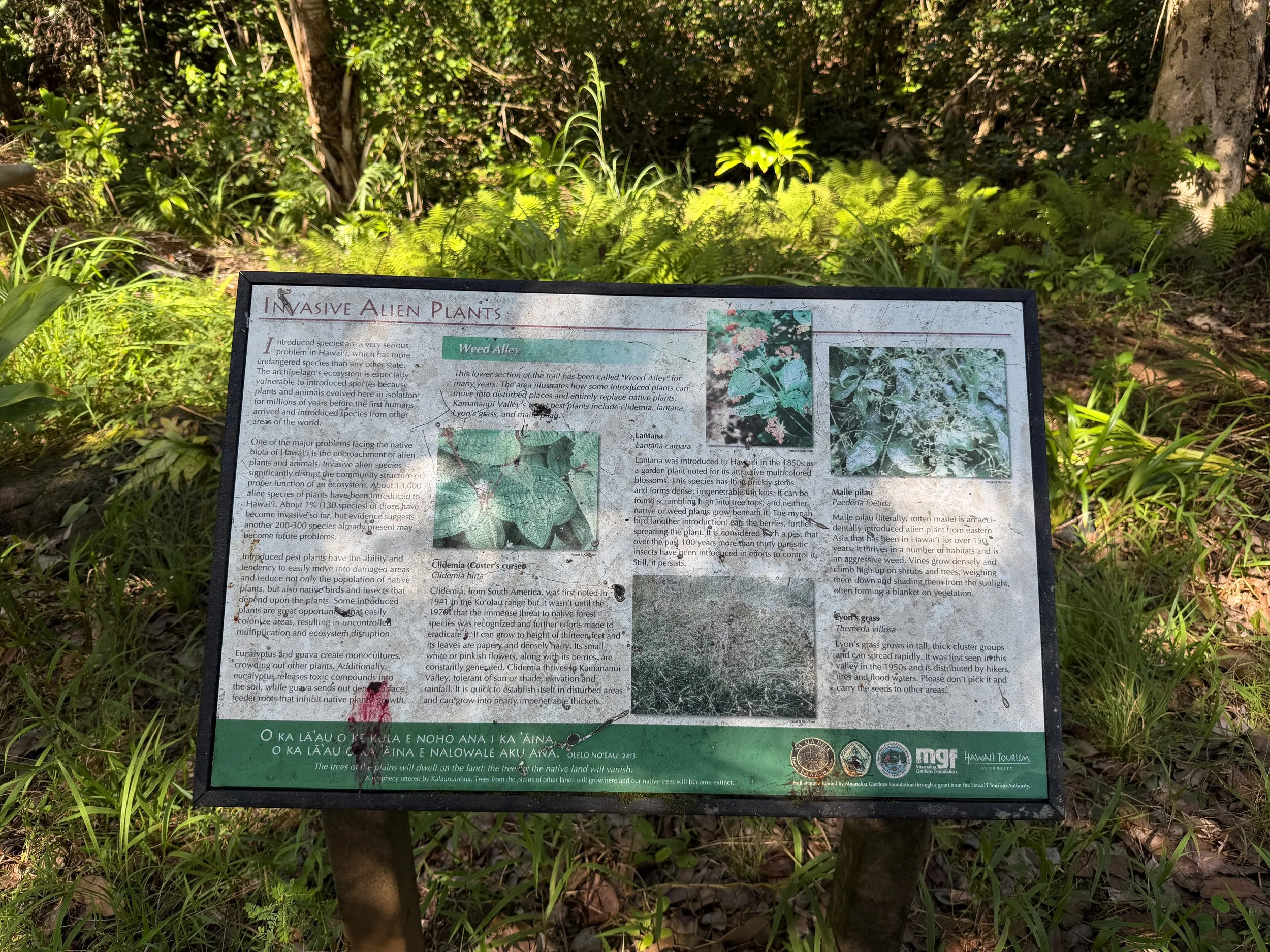 Tripler Ridge Trail via Moanalua Valley Oahu Hawaii
