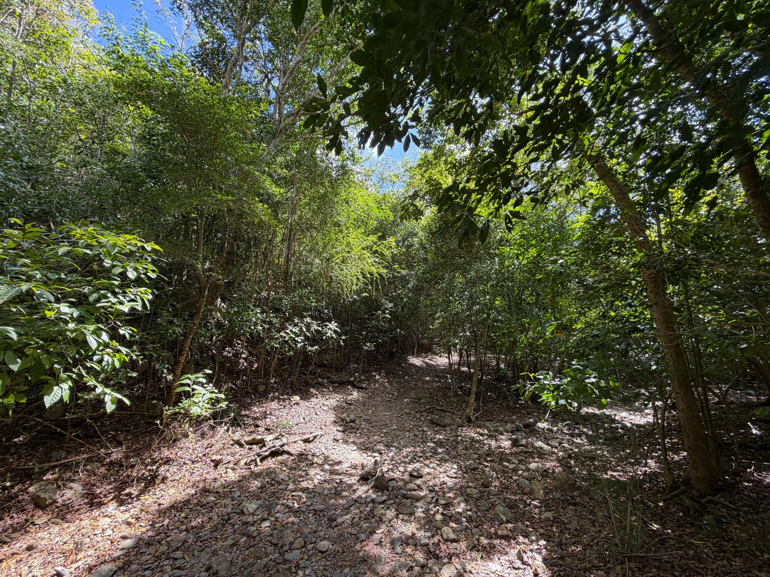 Reef Bay Trail Virgin Islands National Park