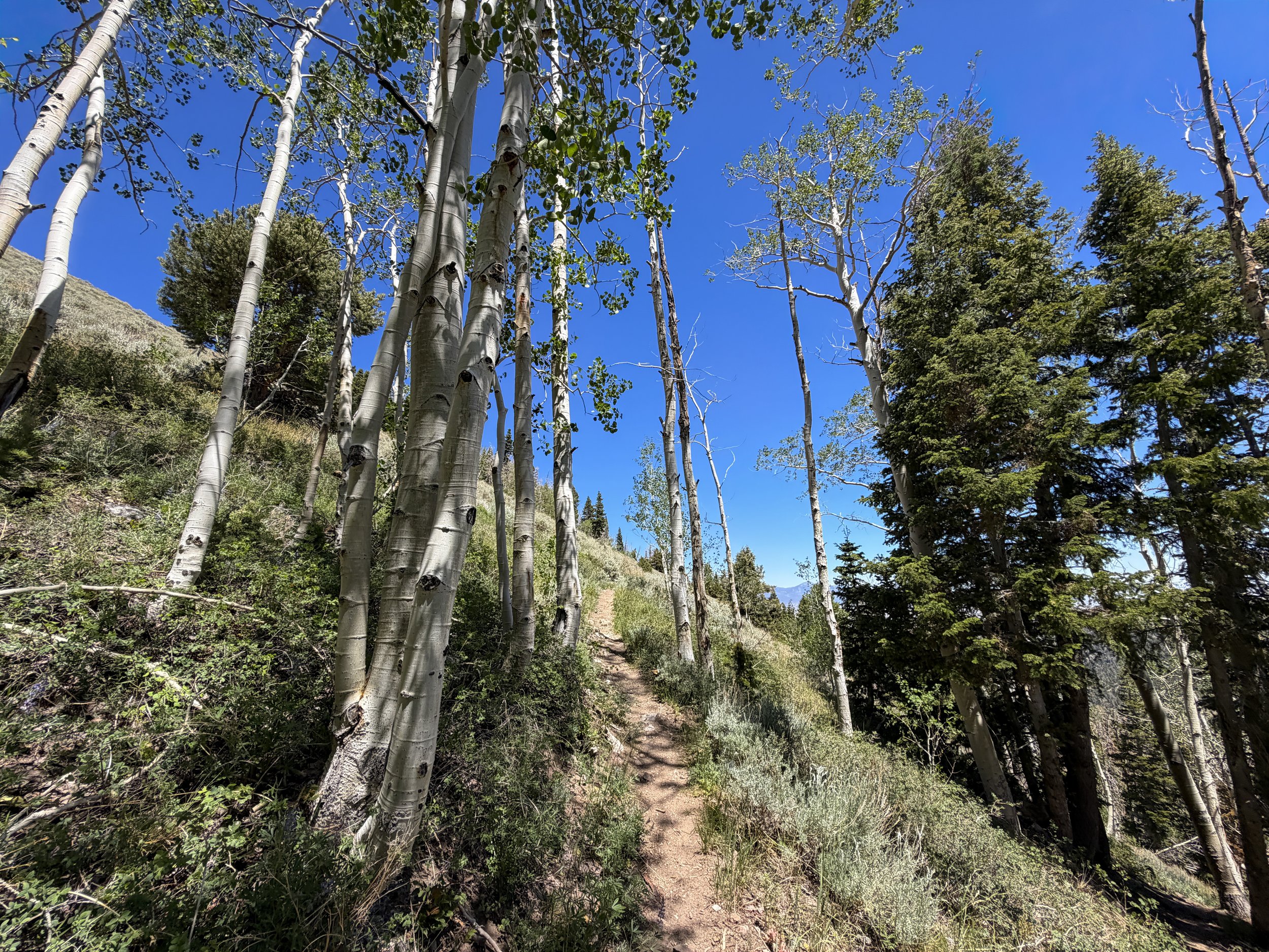 Timber Creek Loop Hike Great Basin National Park Nevada