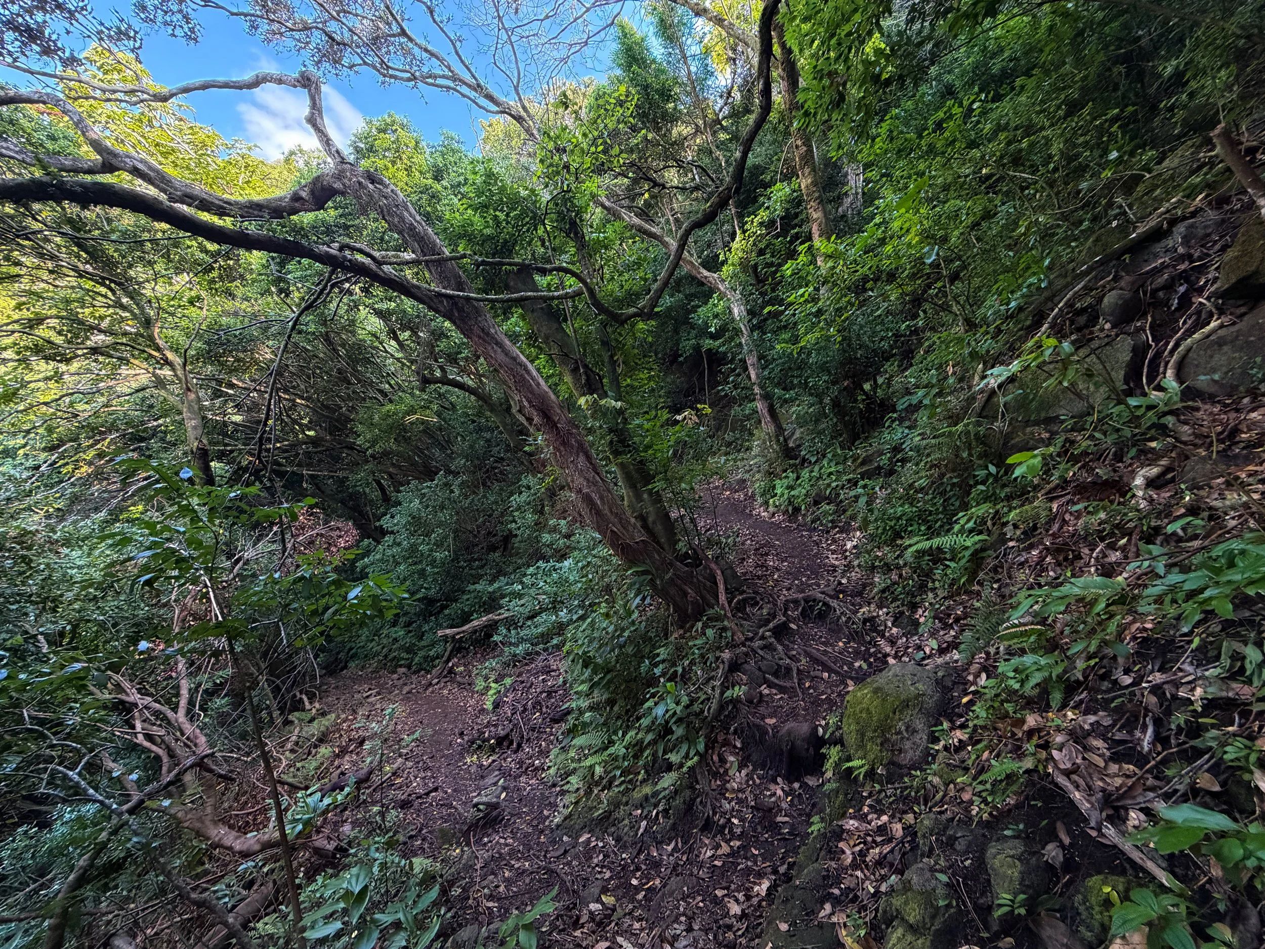 Nuuanu Trail Switchbacks Oahu Hawaii
