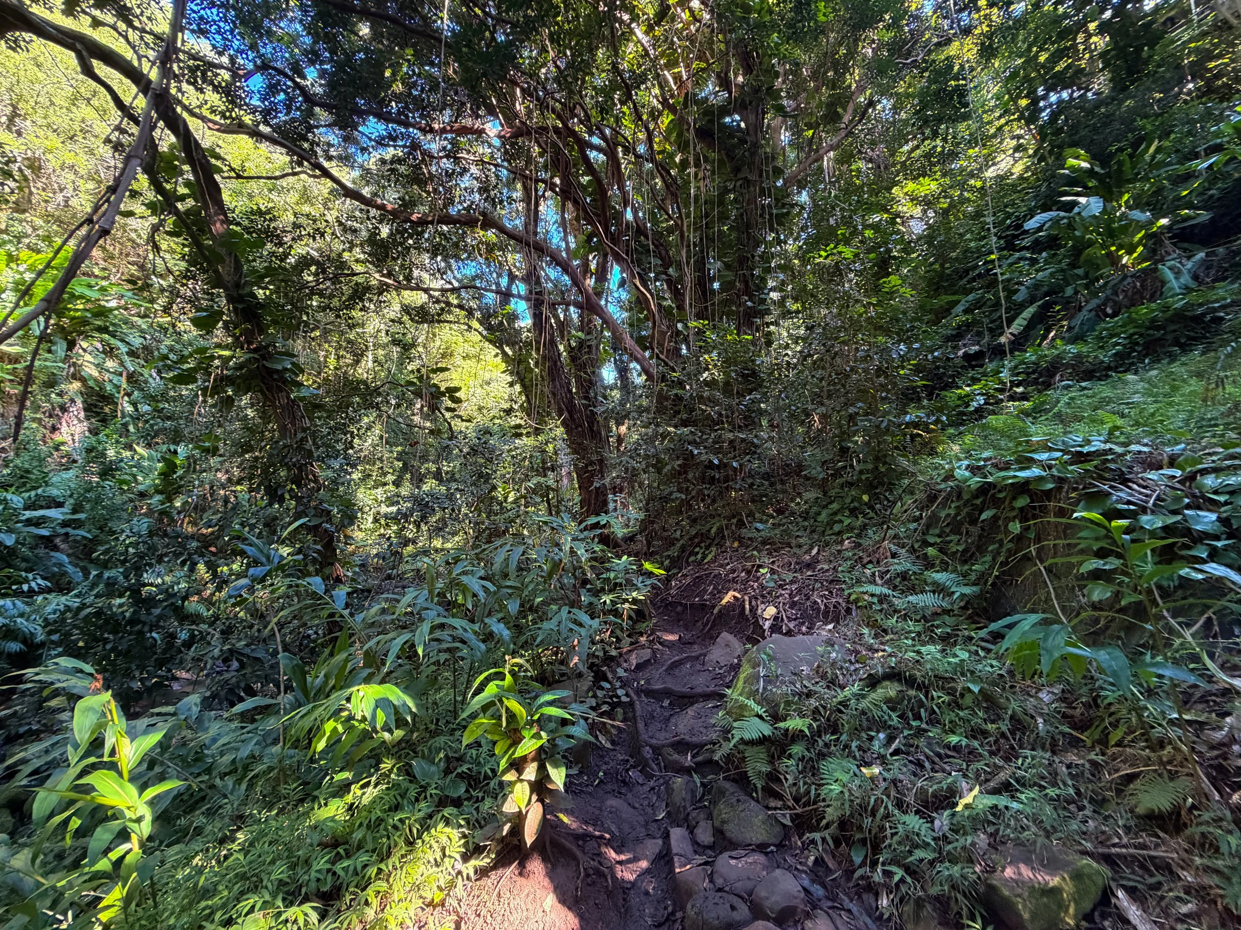 Kaau Crater Trail Oahu Hawaii