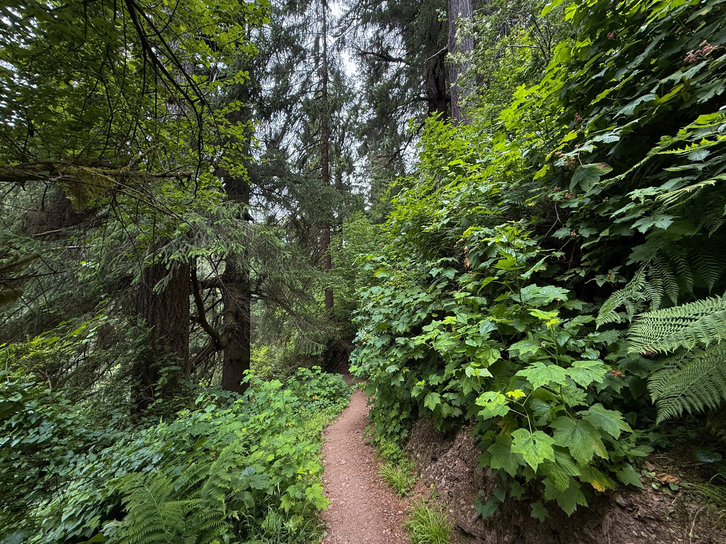 Damnation Creek Trail Del Norte Coast Redwoods State Park California