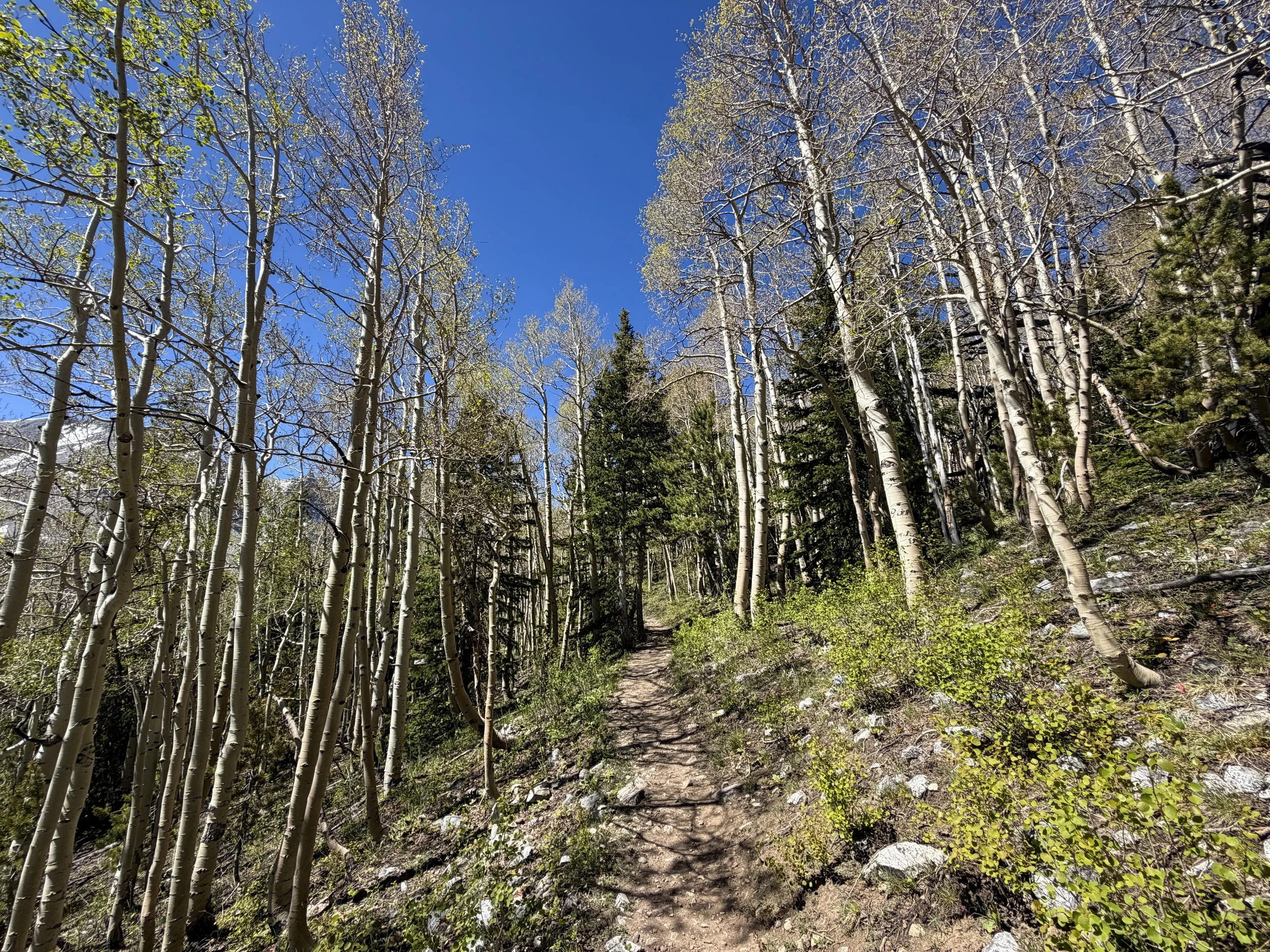 Wheeler Peak Summit Trail Great Basin National Park Nevada
