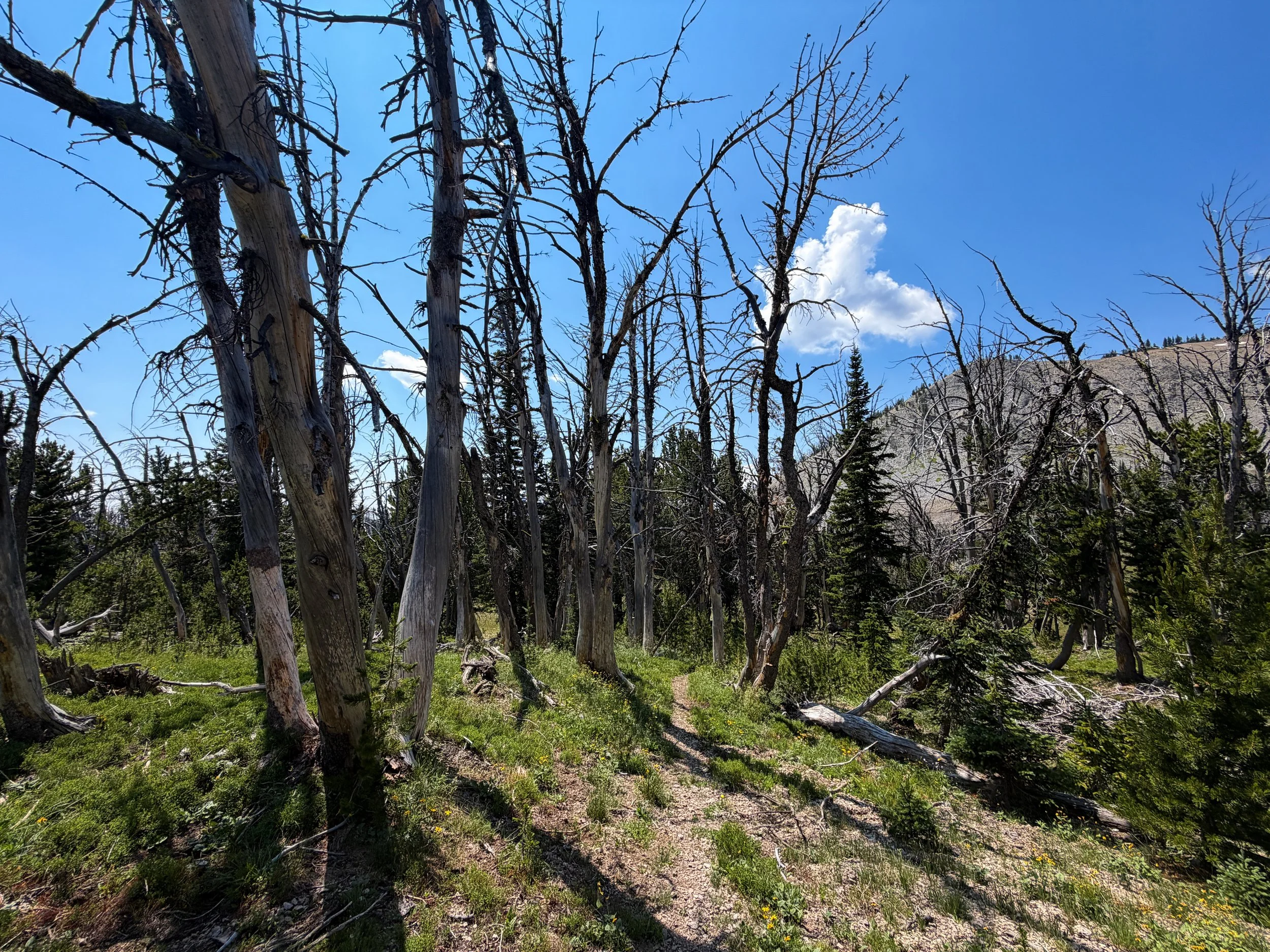 Avalanche Peak Trail Yellowstone National Park Wyoming