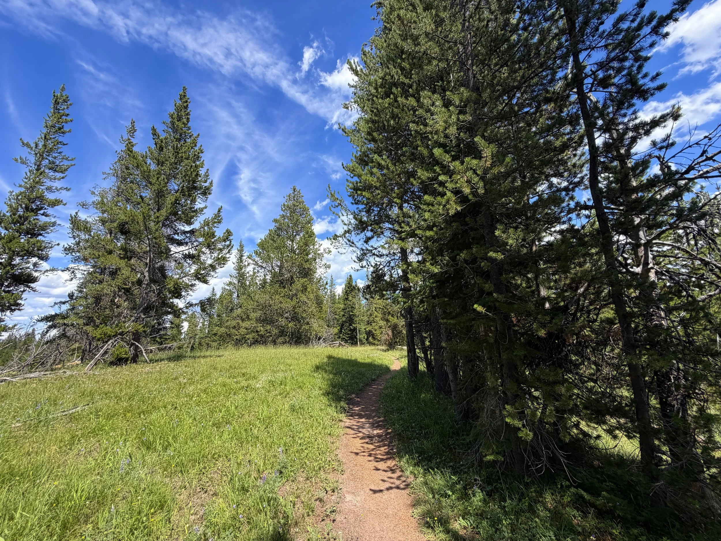 Yellowstone Lake Overlook Trail Yellowstone National Park Wyoming