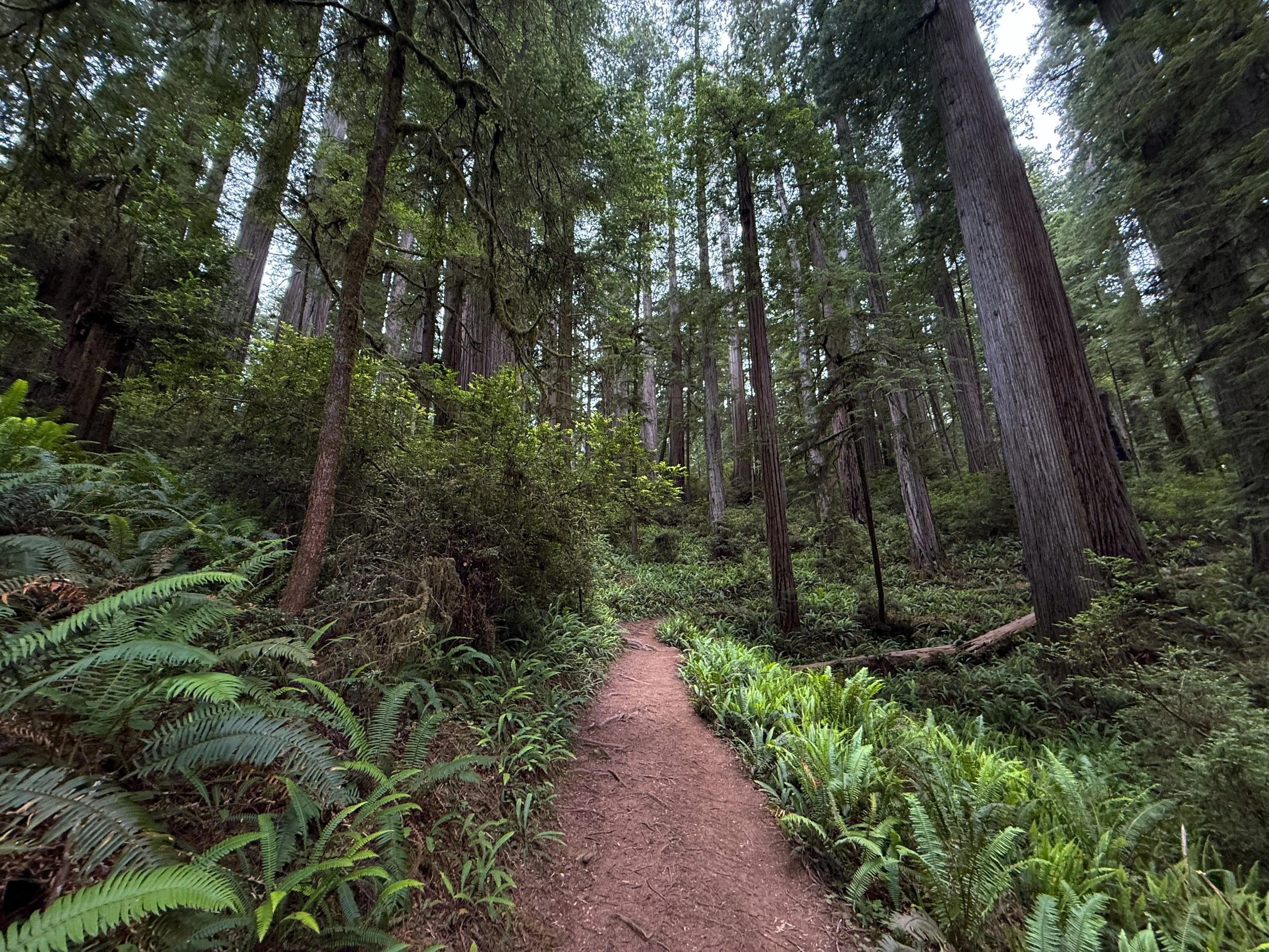 Boy Scout Tree Trail Jedediah Smith Redwoods State Park California