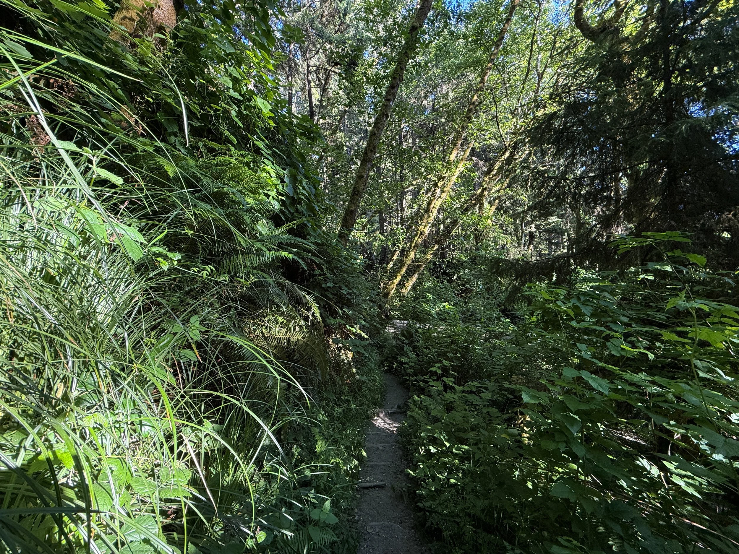Fern Canyon Trail Prairie Creek Redwoods State Park California