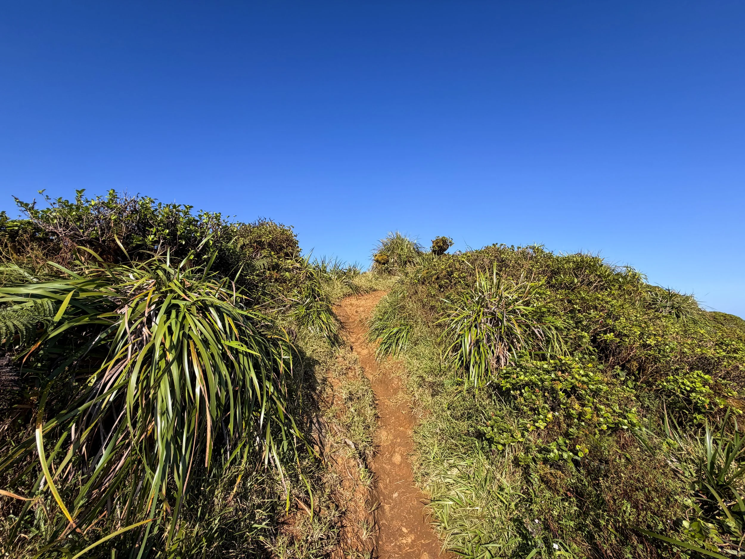 Moanalua Middle Ridge Trail to Stairway to Heaven Oahu Hawaii