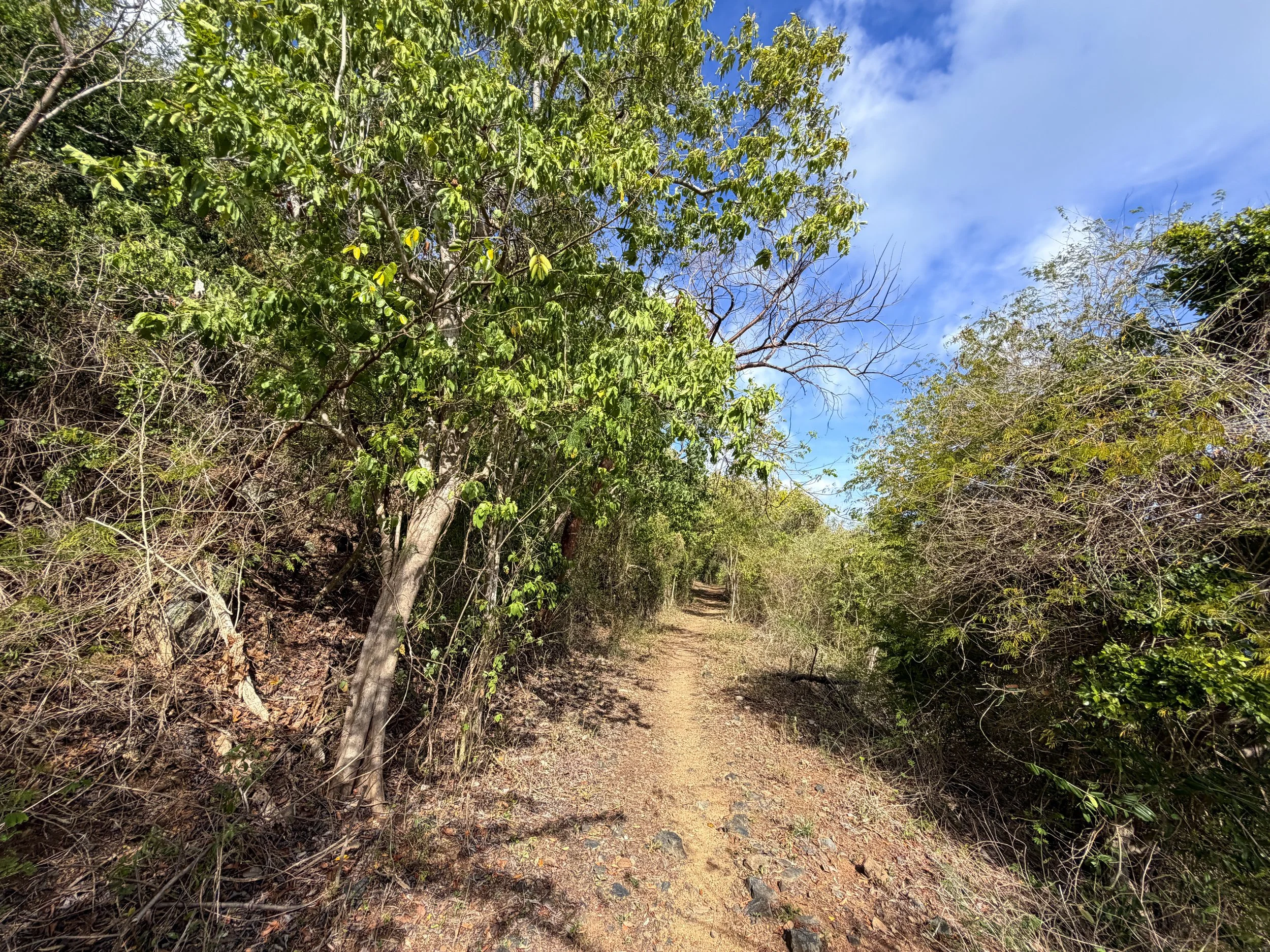 Brown Bay Hike Virgin Islands National Park