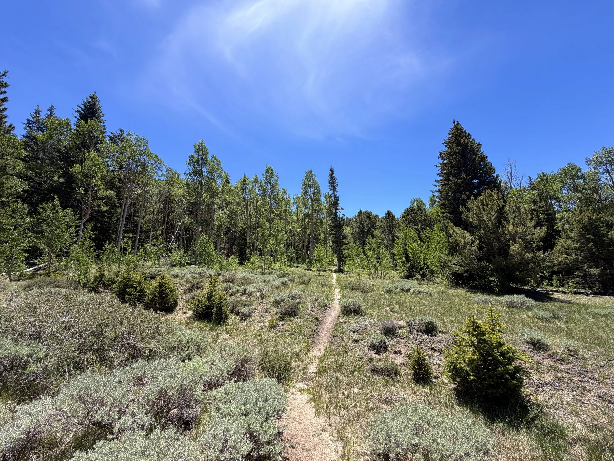 Timber Creek Trail Great Basin National Park Nevada