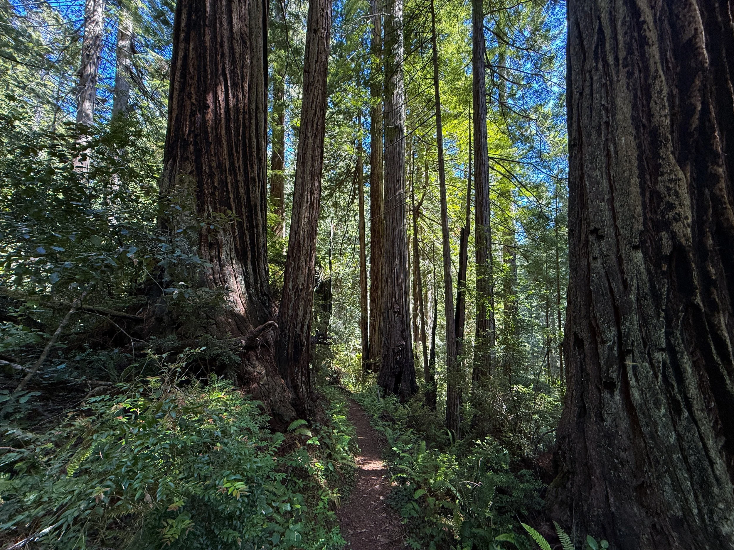 Ten Taypo-Hope Creek Loop Trail Prairie Creek Redwoods State Park California