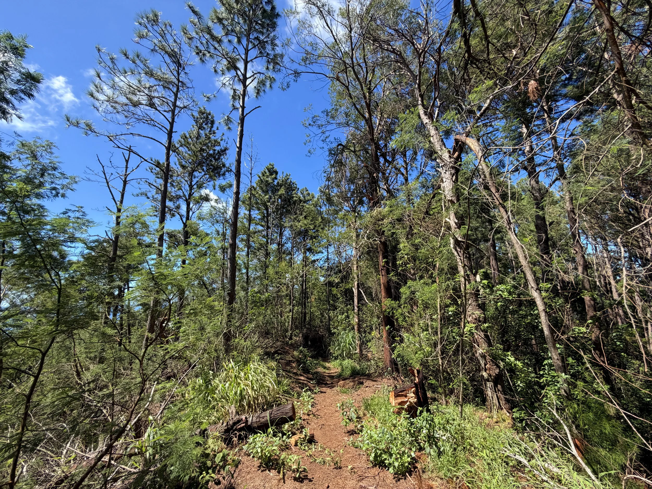 Kuaokala Trail Oahu Hawaii