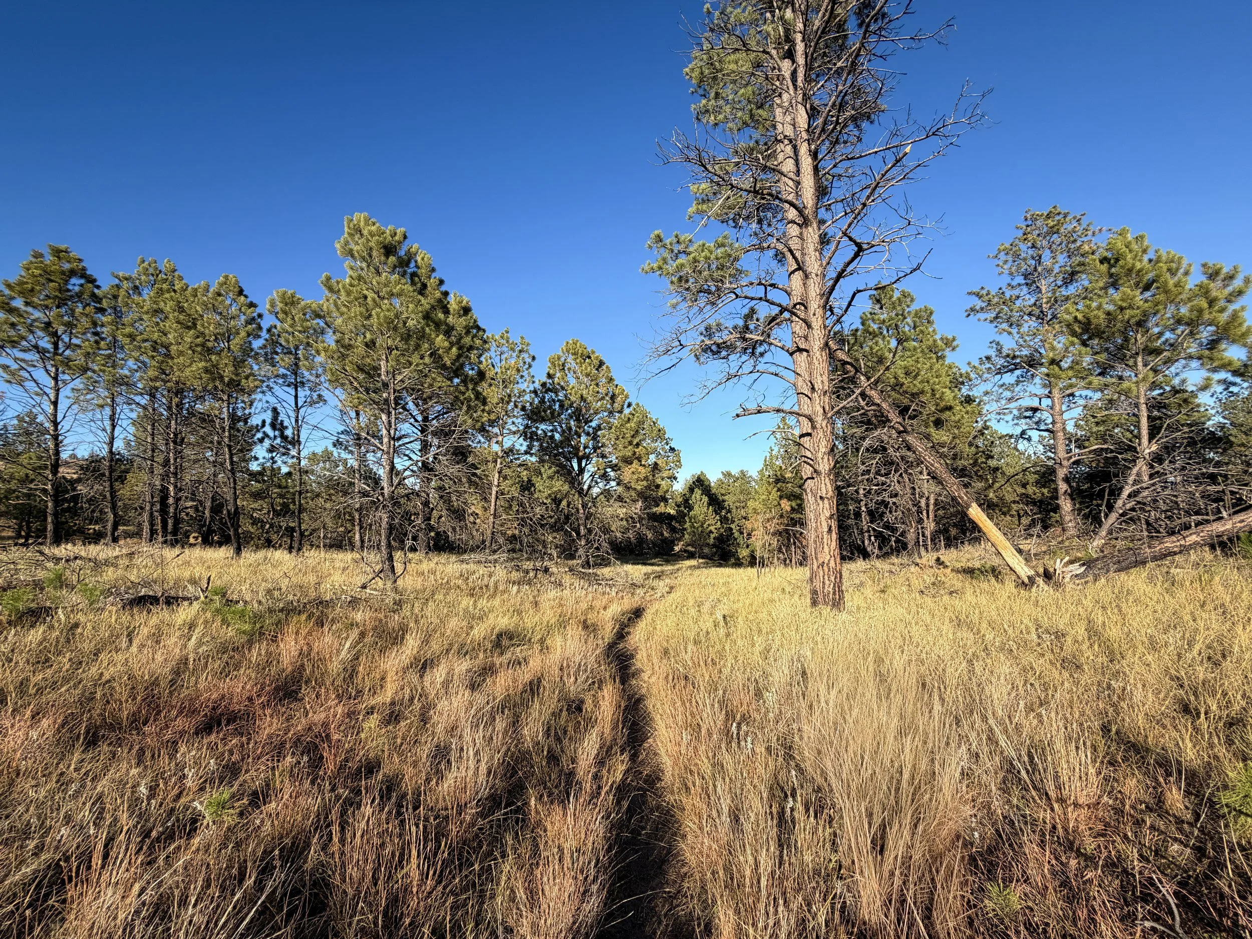 Boland Ridge Trail Wind Cave National Park South Dakota