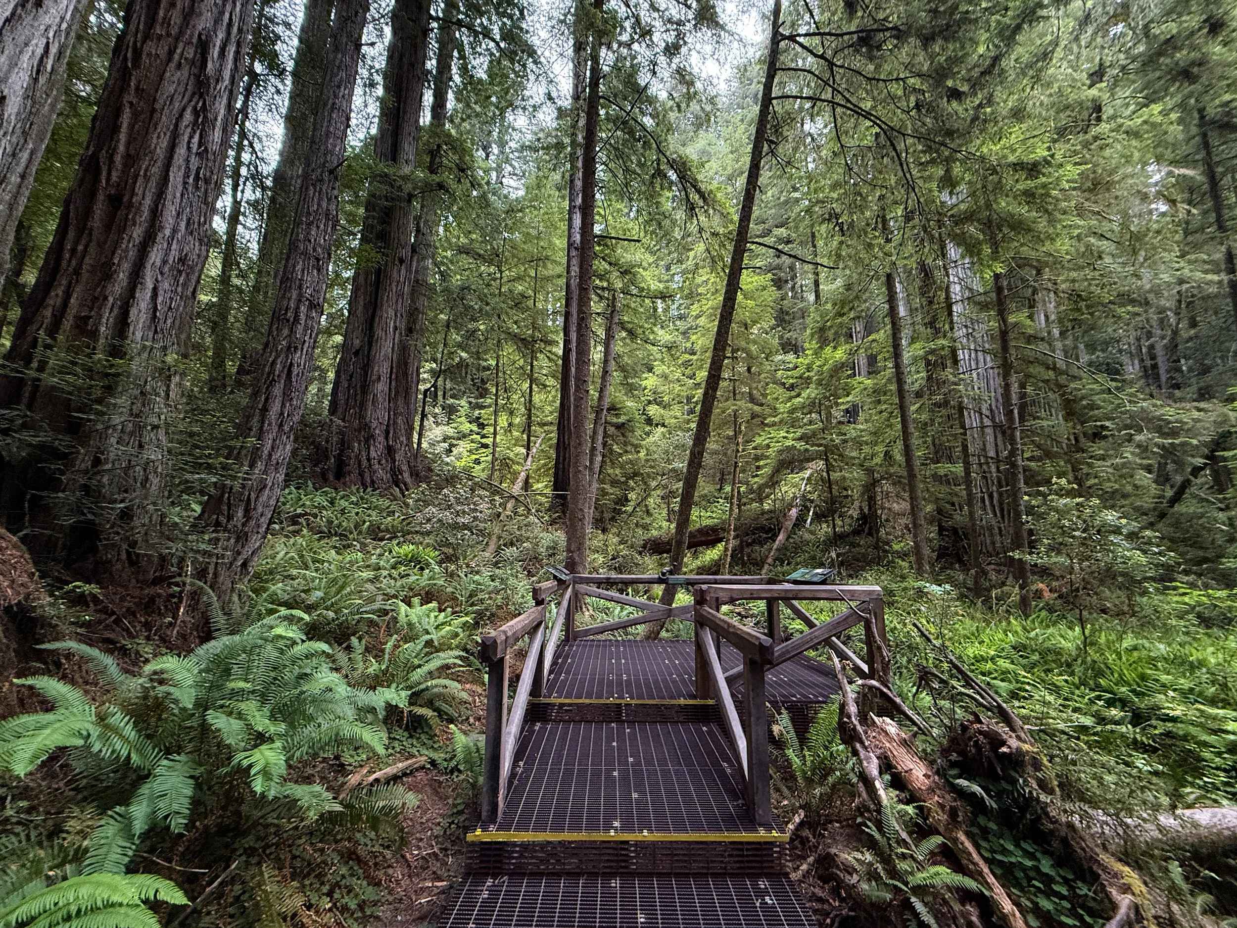 Grove of the Titans Jedediah Smith Redwoods State Park California