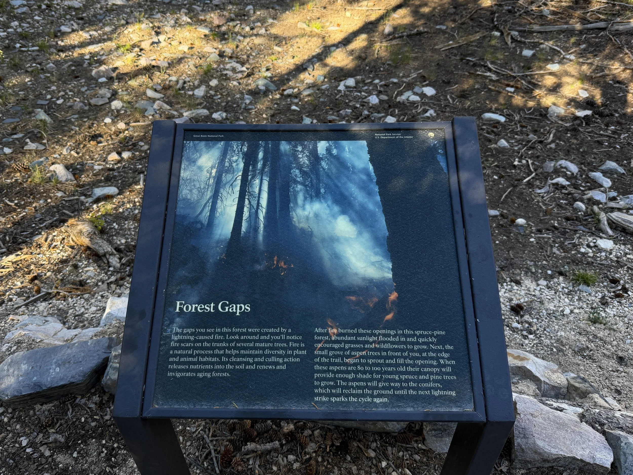 Island Forest Loop Trail Great Basin National Park Nevada