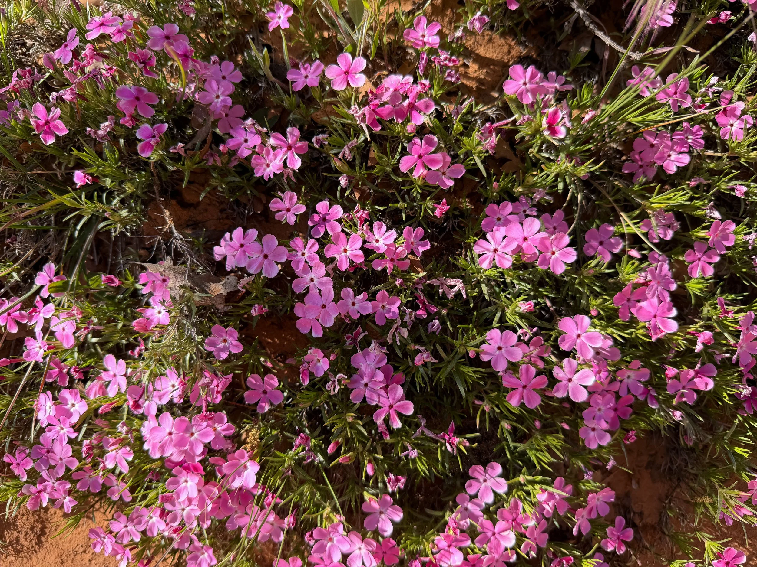 Mountain Phlox austromontana