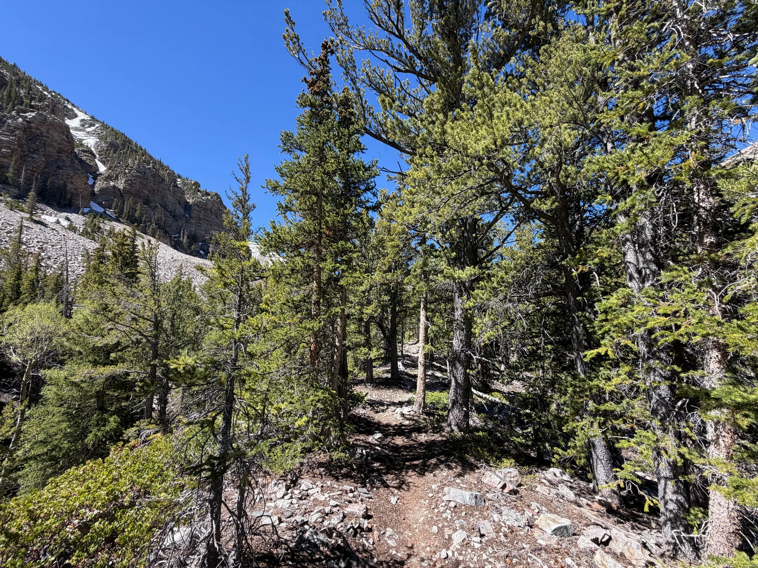 Baker Lake Trail Great Basin National Park Nevada