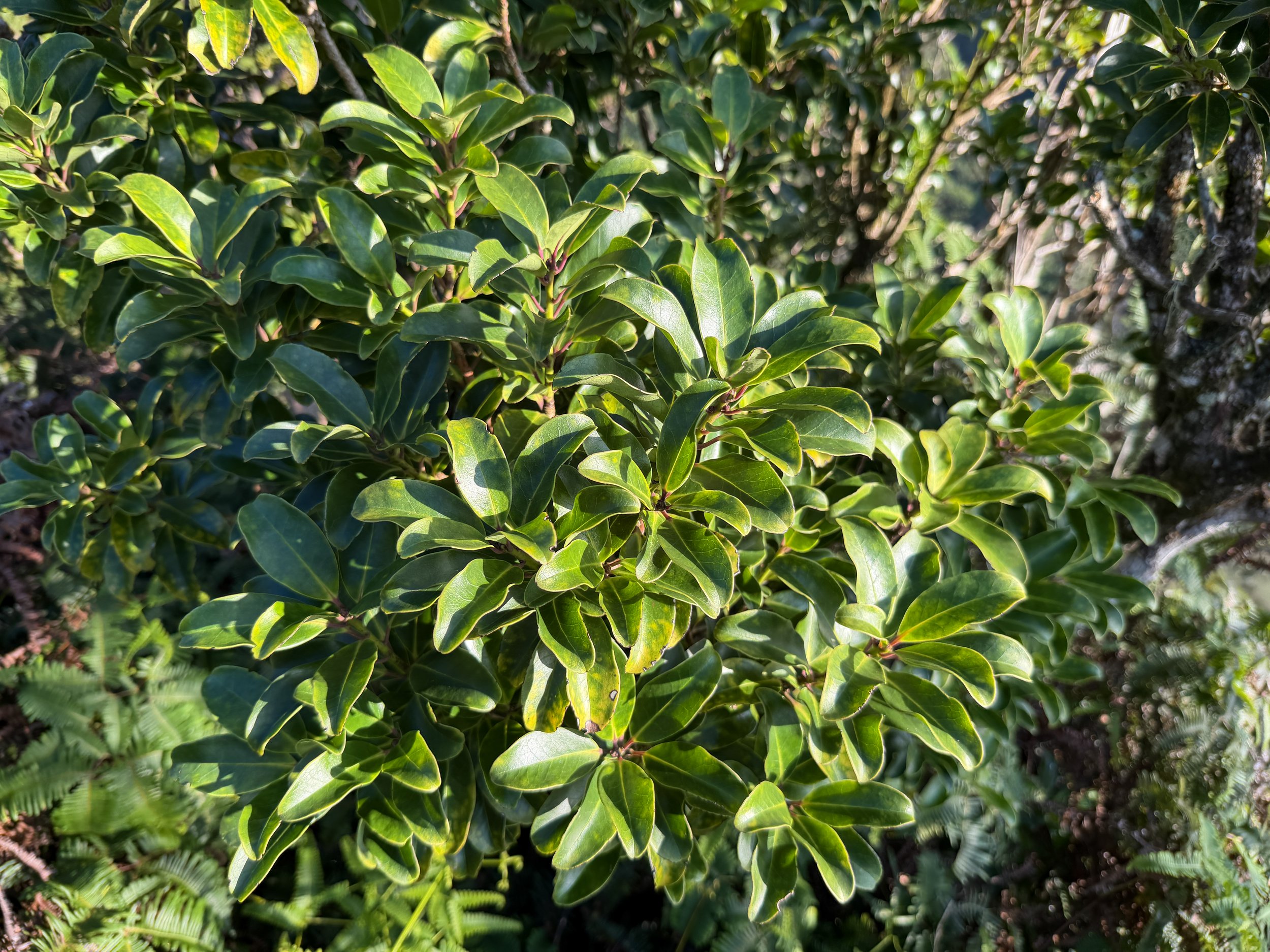 Ohia lehua Metrosideros polymorpha