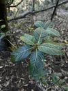 Native Hawaiian Plants: My Plant ID Guide — noahawaii