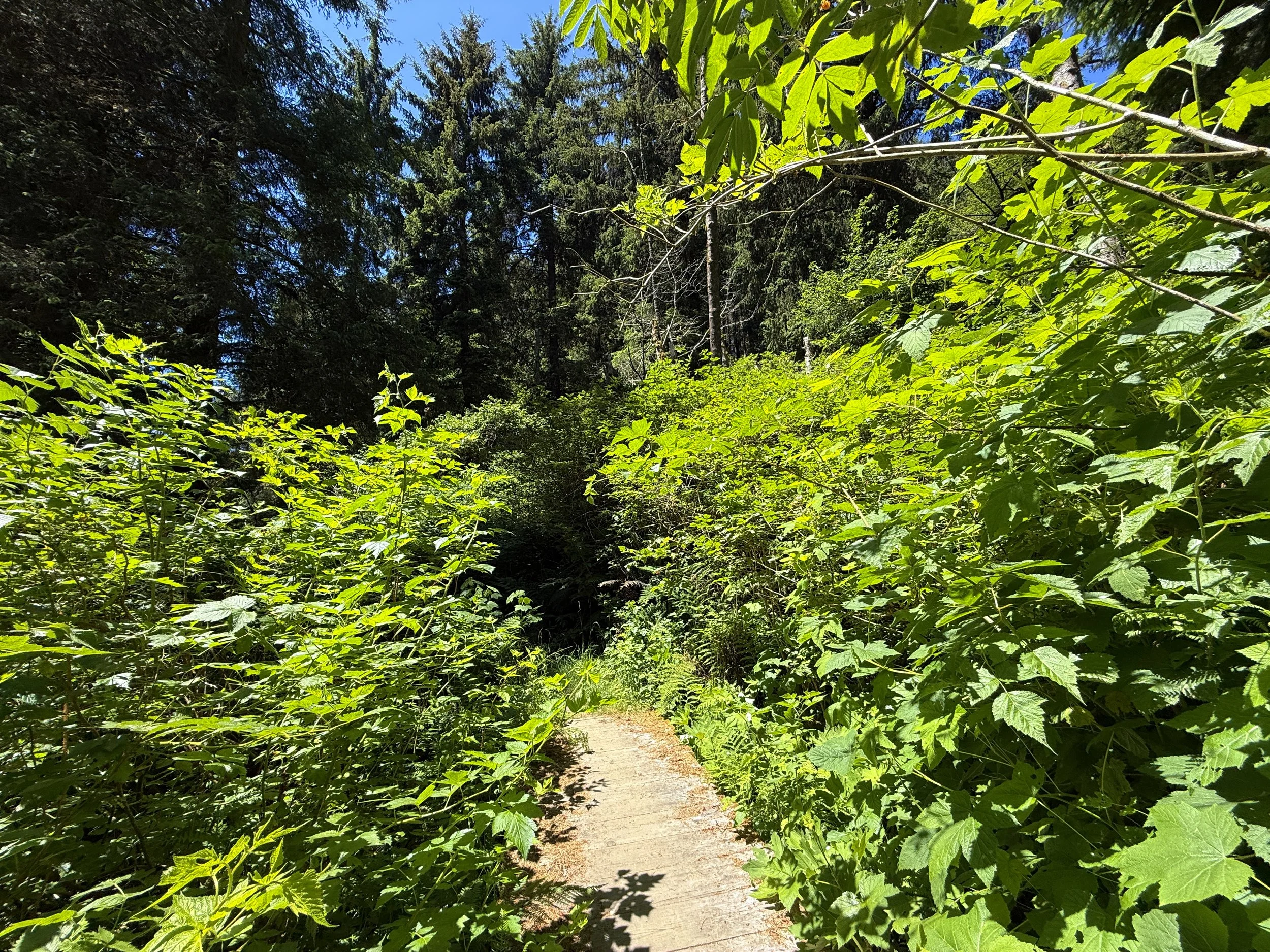 Ossagon Trail Prairie Creek Redwoods State Park California
