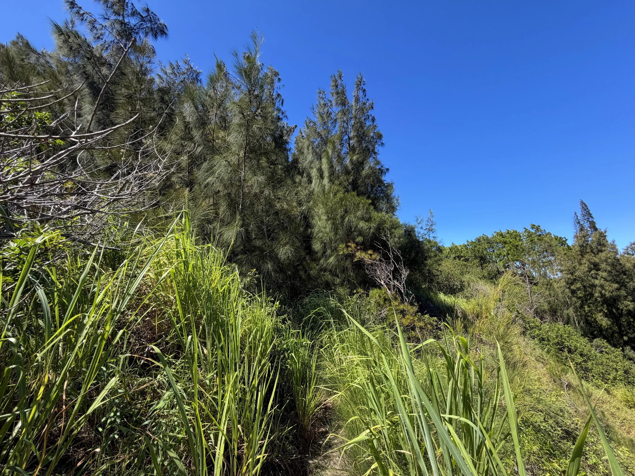 Kuaokala Trail Oahu Hawaii