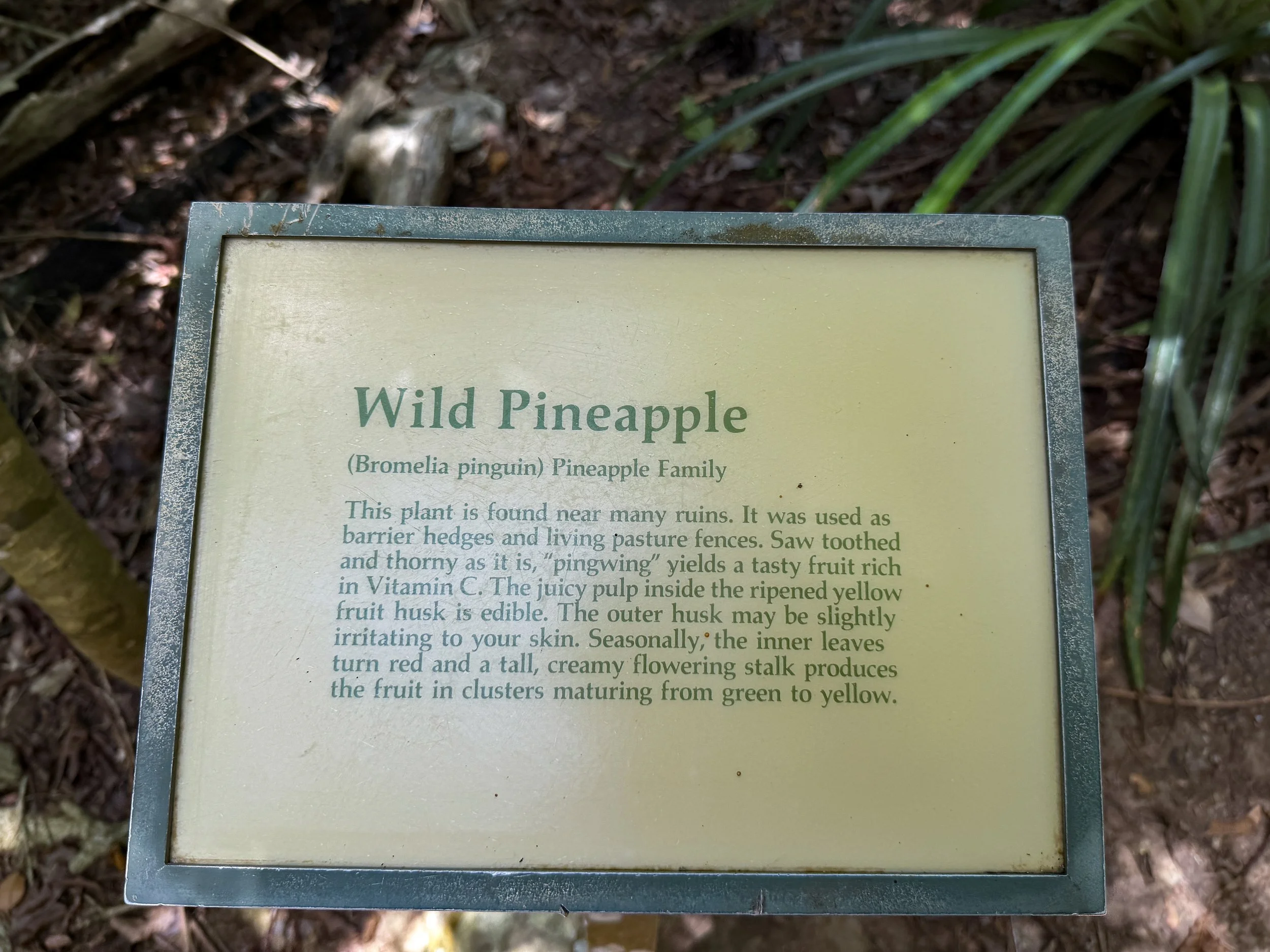 Reef Bay Trail Virgin Islands National Park