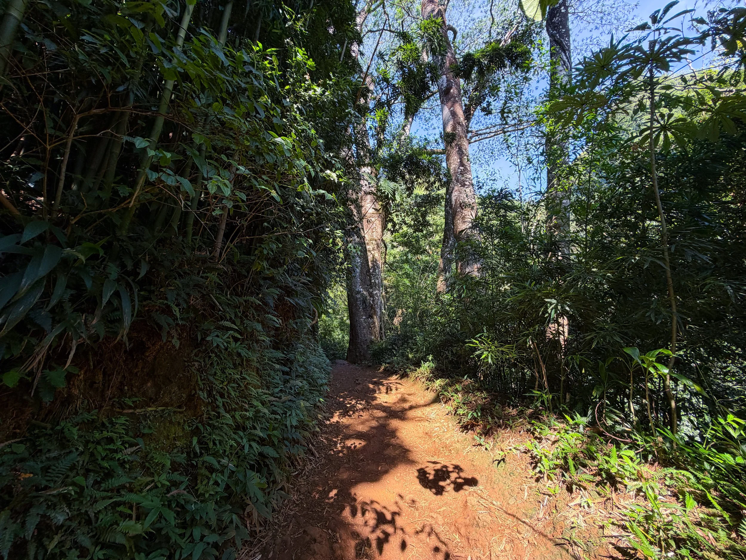 Manoa Falls Trail Oahu Hawaii