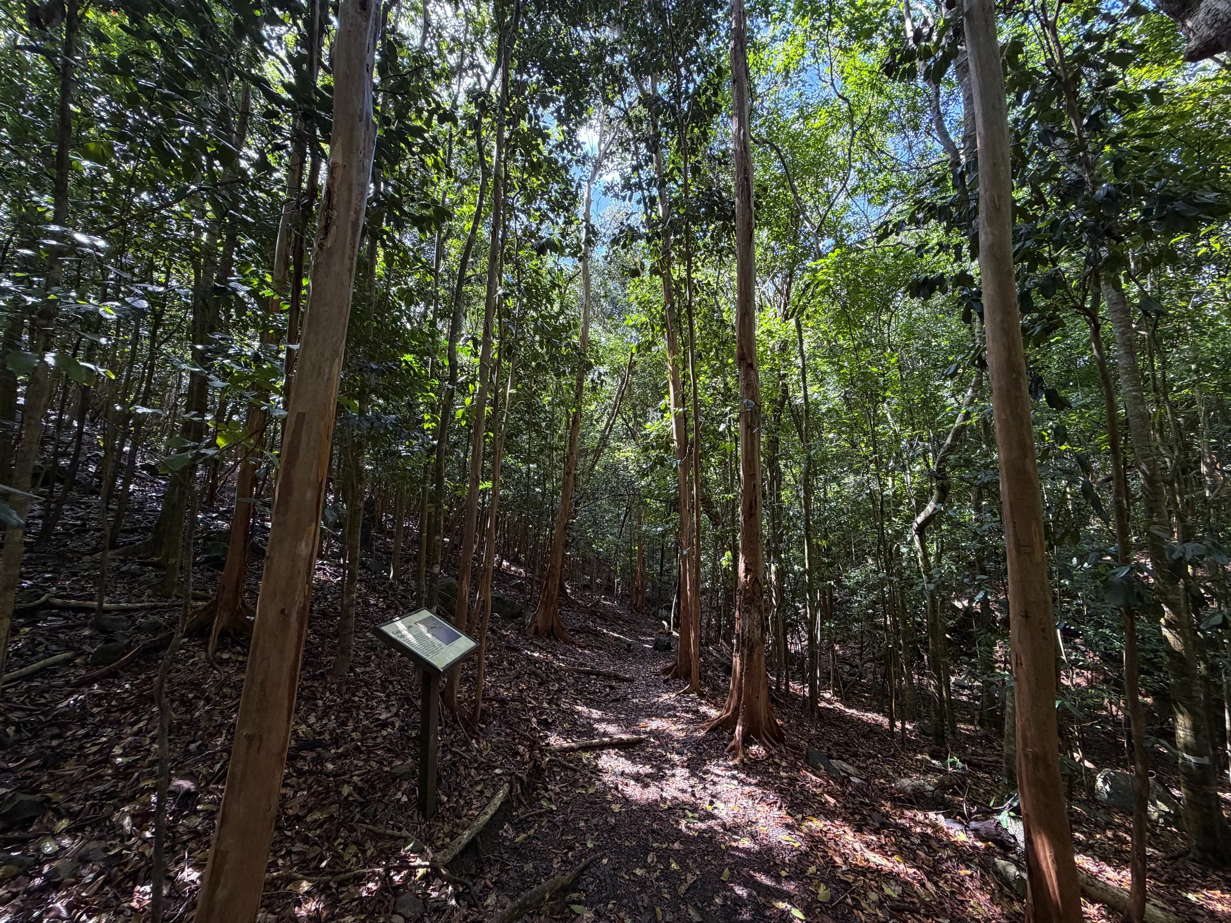 Cinnamon Bay Loop Trail Virgin Islands National Park