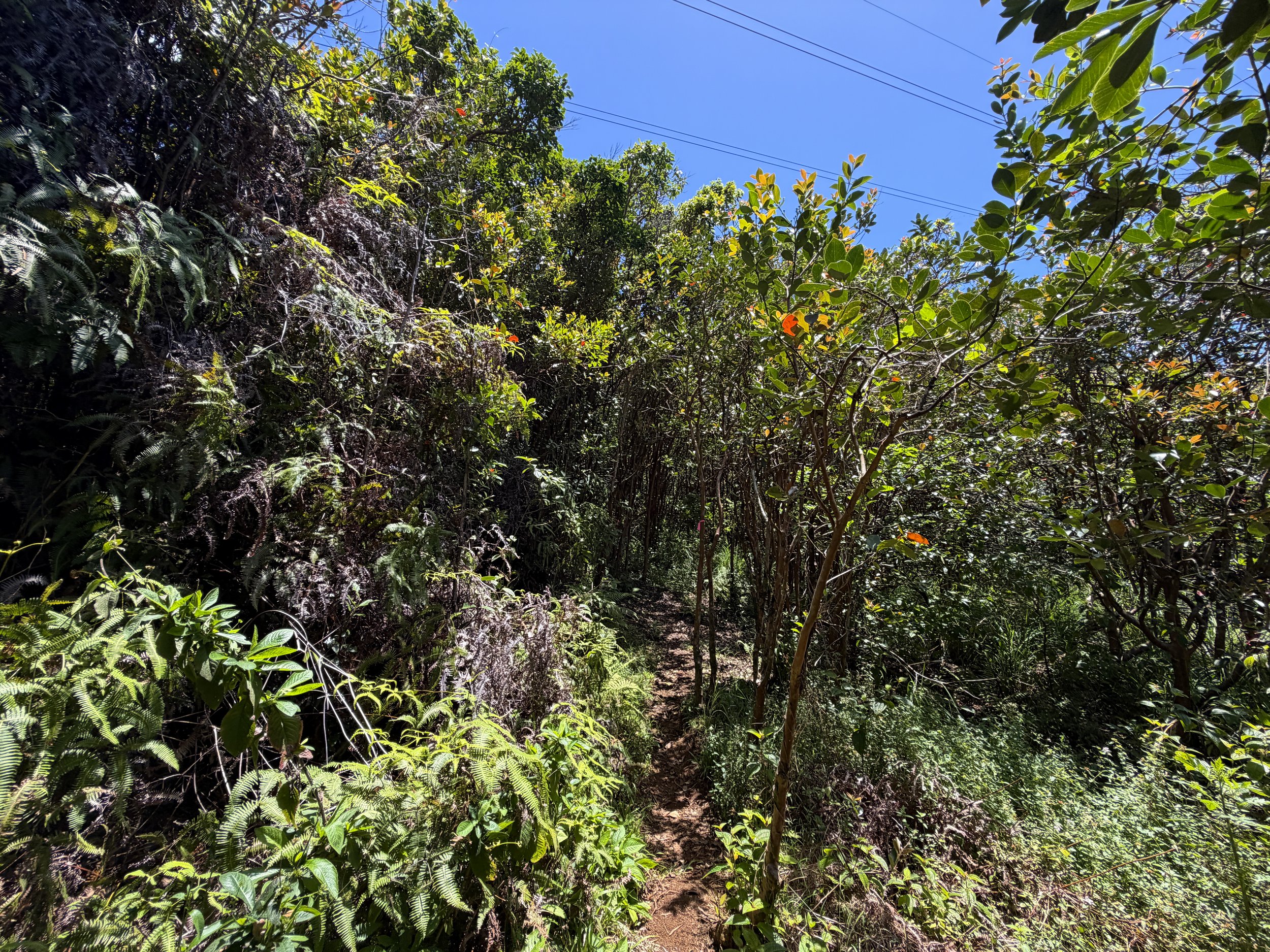 Moanalua Valley to Tripler Ridge Trail Oahu Hawaii