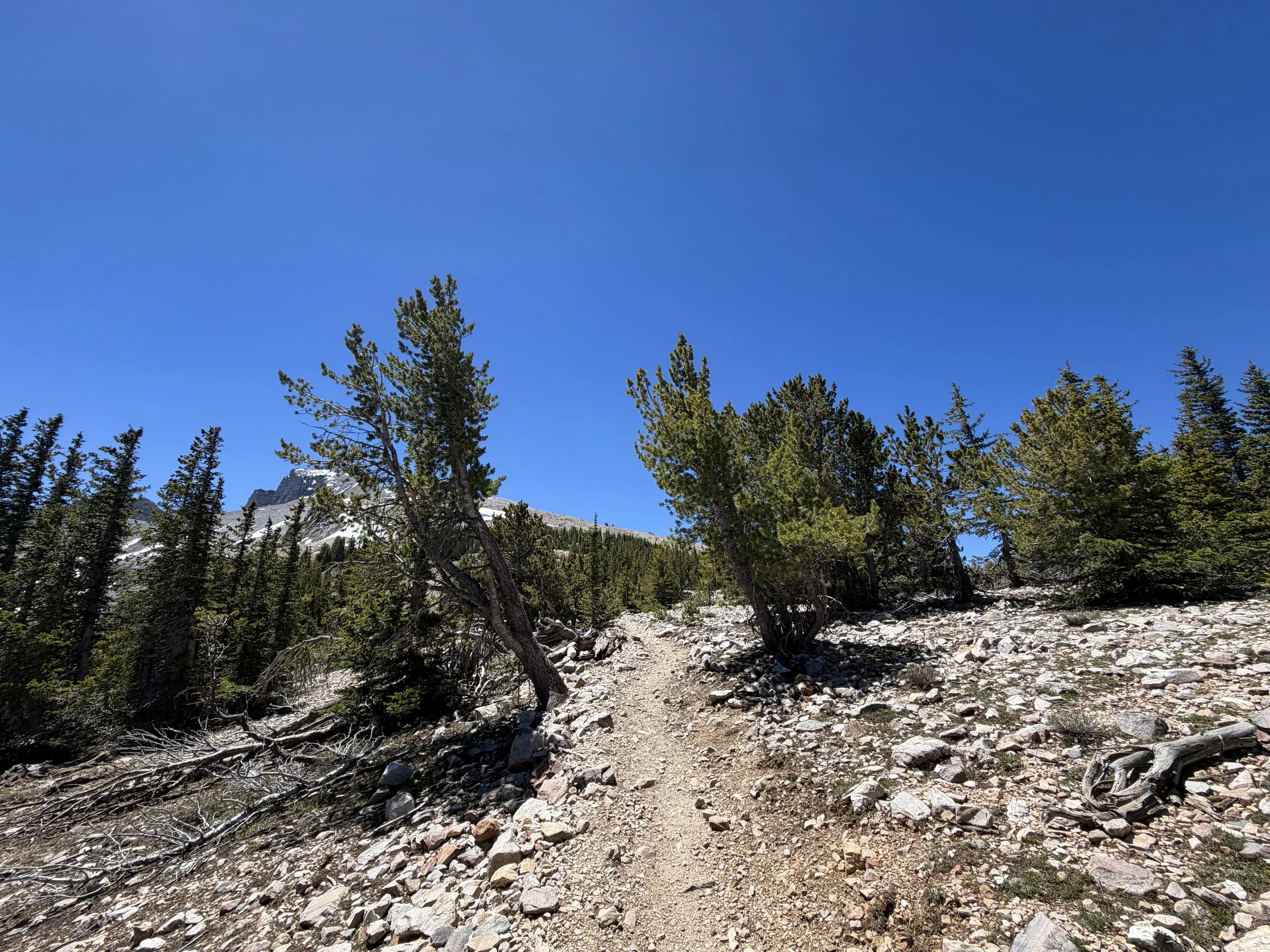 Wheeler Peak Summit Trail Great Basin National Park Nevada