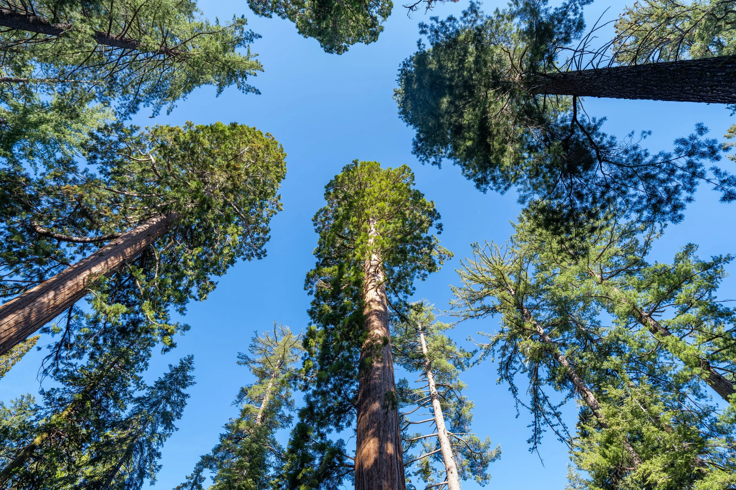 Tuolumne Grove