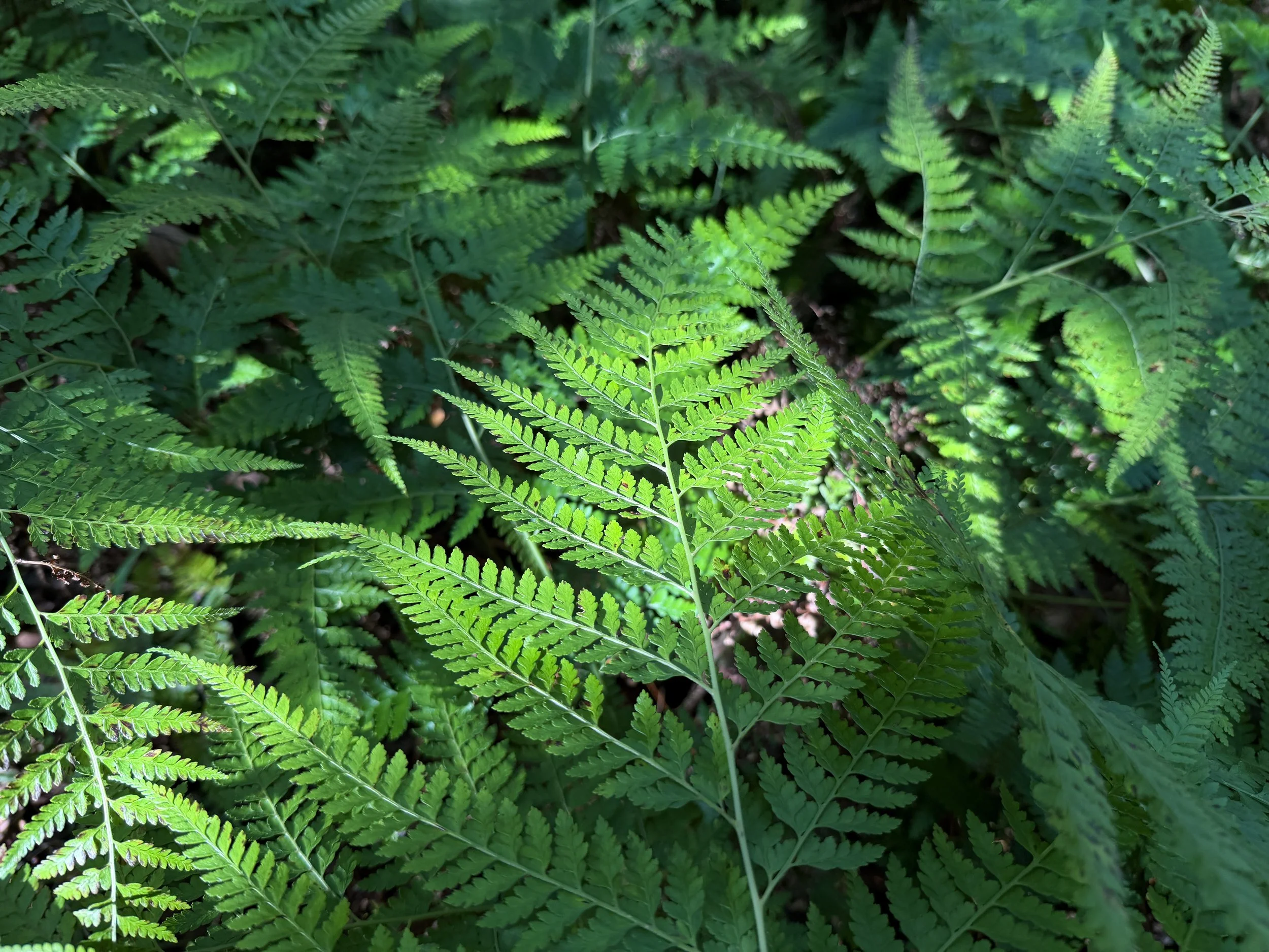 Palapalai Microlepia strigosa var. strigosa