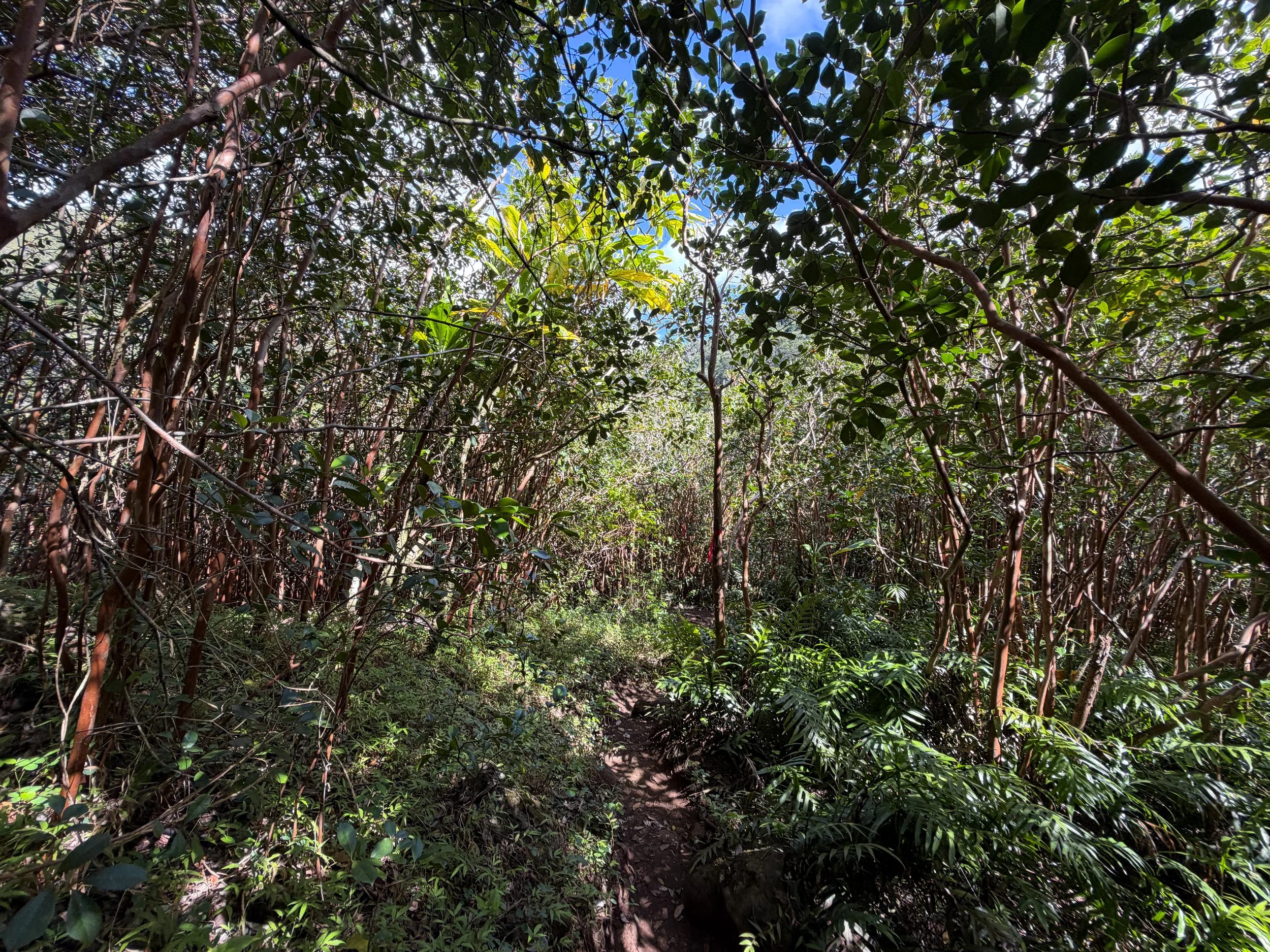 Waimano Falls Trail Oahu Hawaii