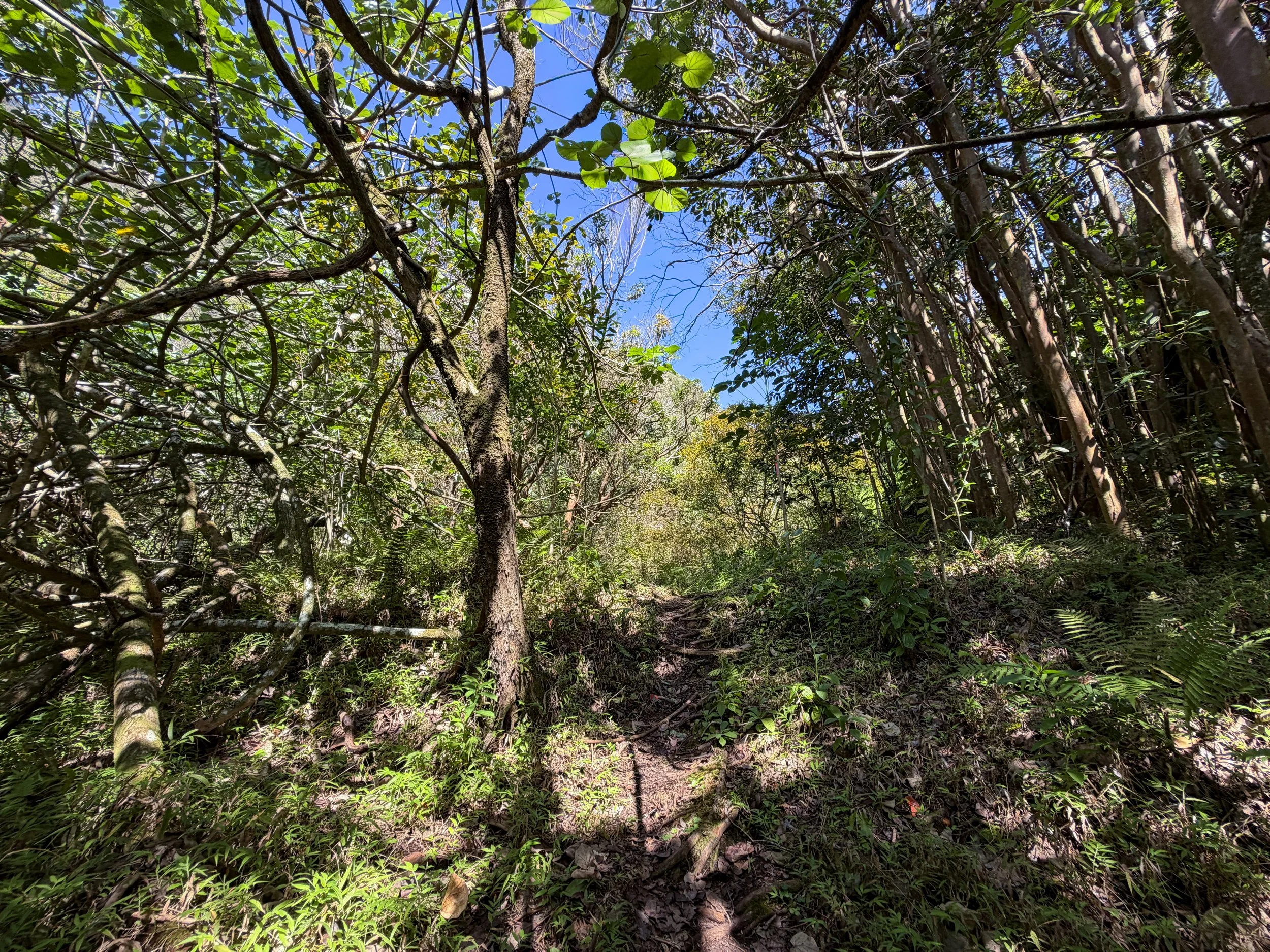 Kulanaahane Trail Oahu Hawaii