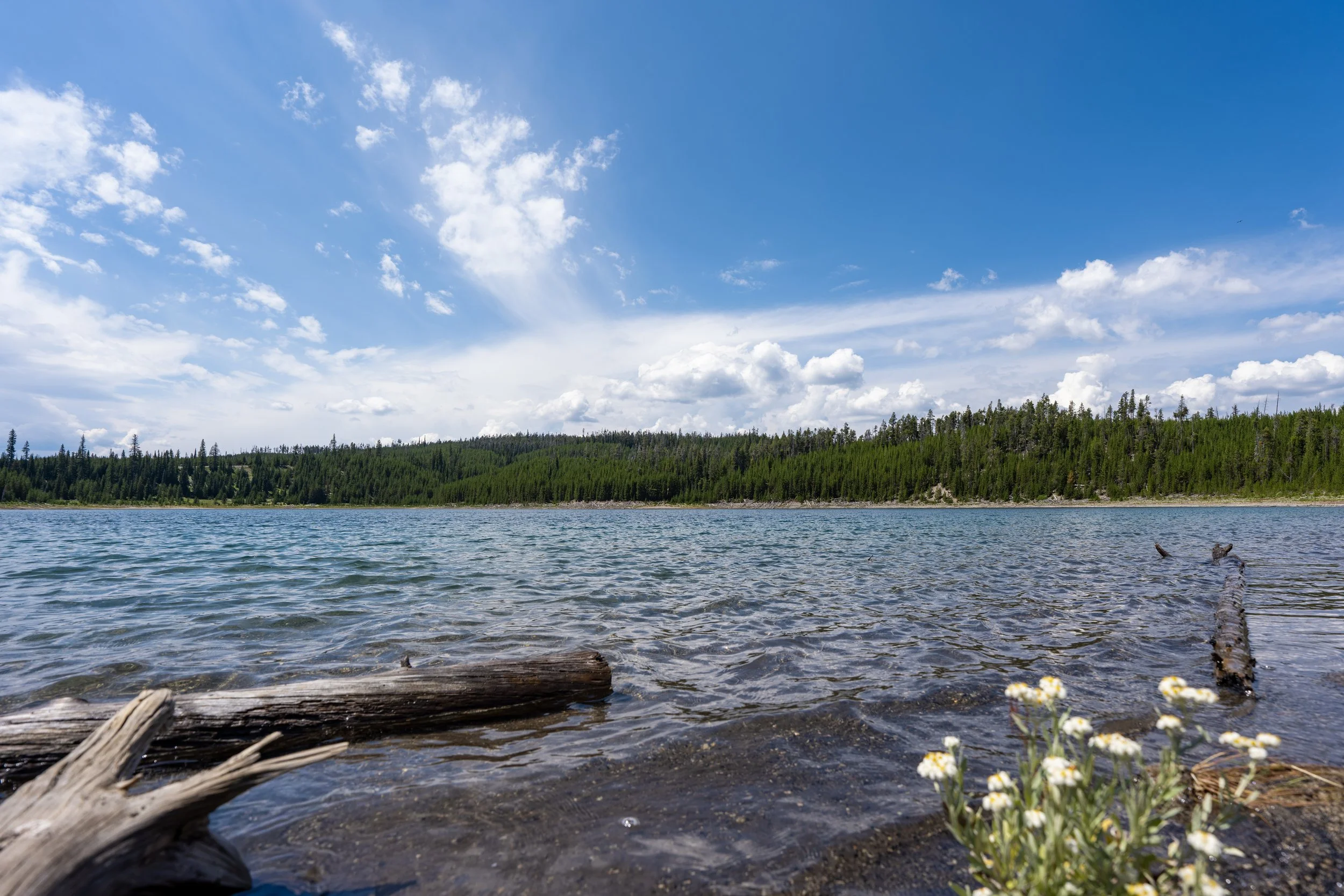 Duck Lake Trail Yellowstone National Park Wyoming