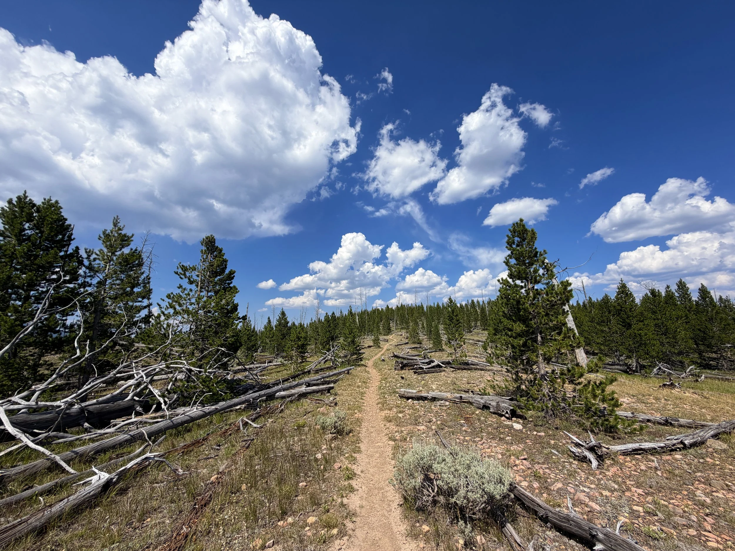 Bunsen Peak Trail to Osprey Falls Yellowstone National Park Wyoming