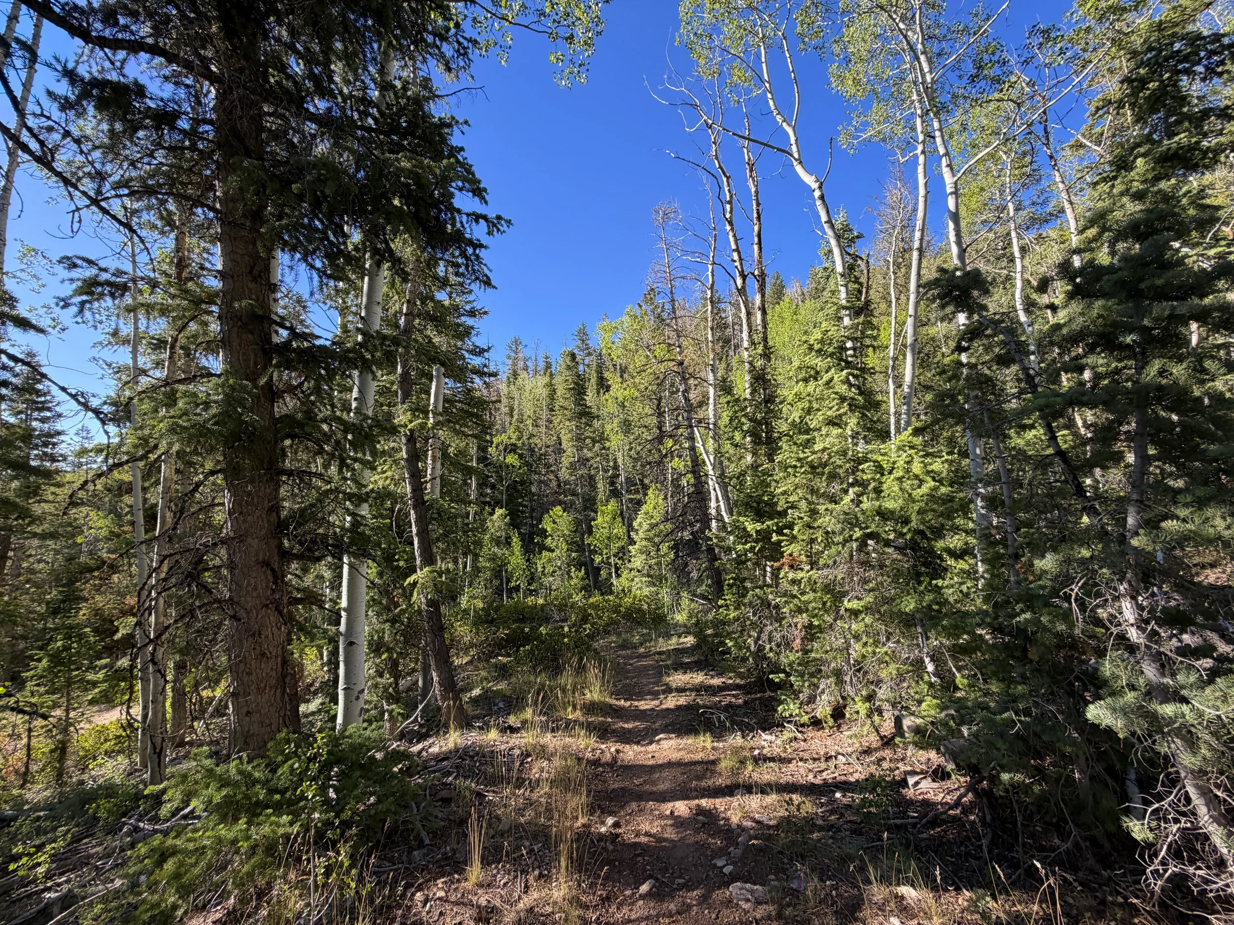 Snake Creek Overlook Loop Trail Great Basin National Park Nevada