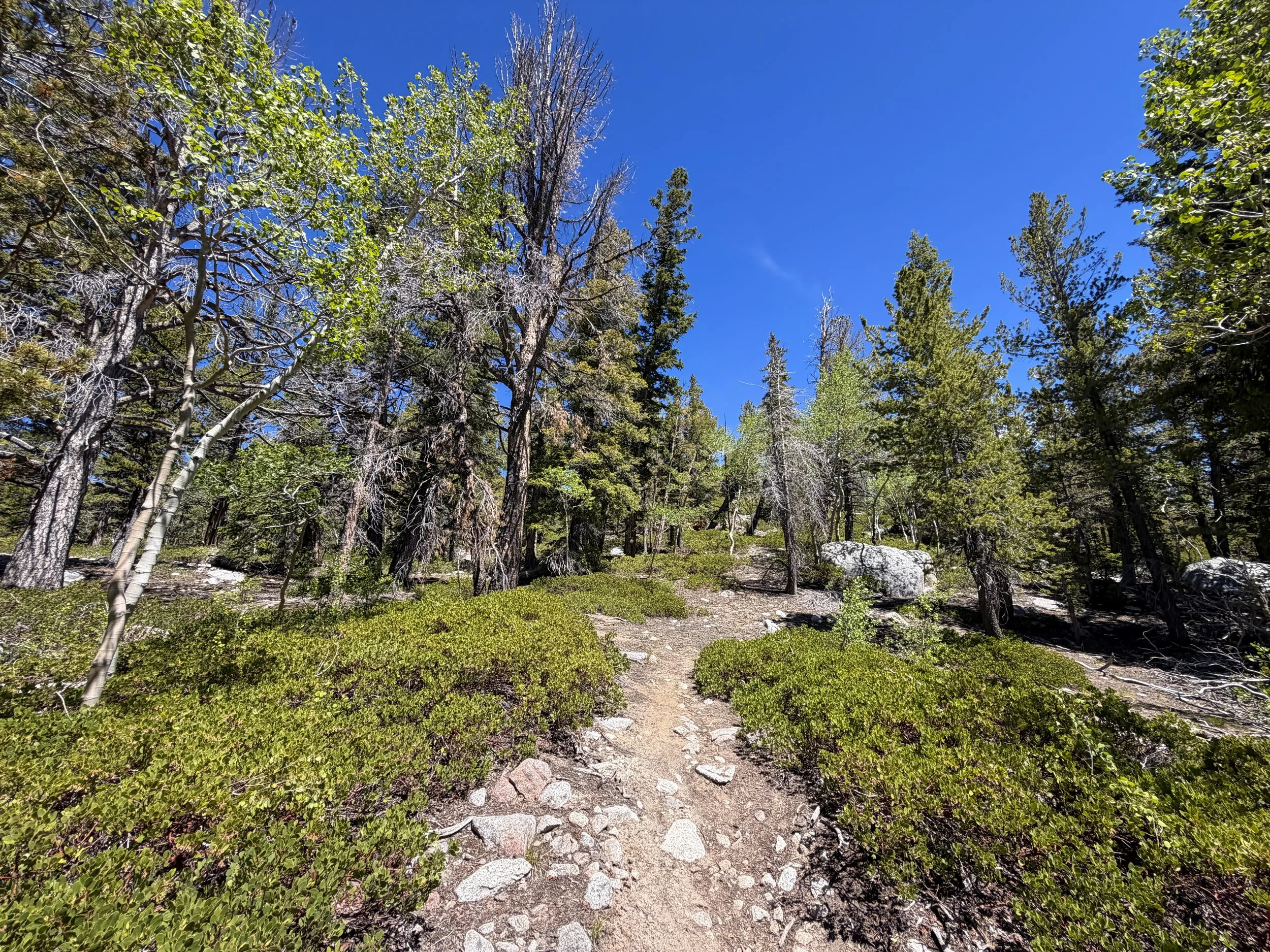 Dead Lake Trail Great Basin National Park Nevada