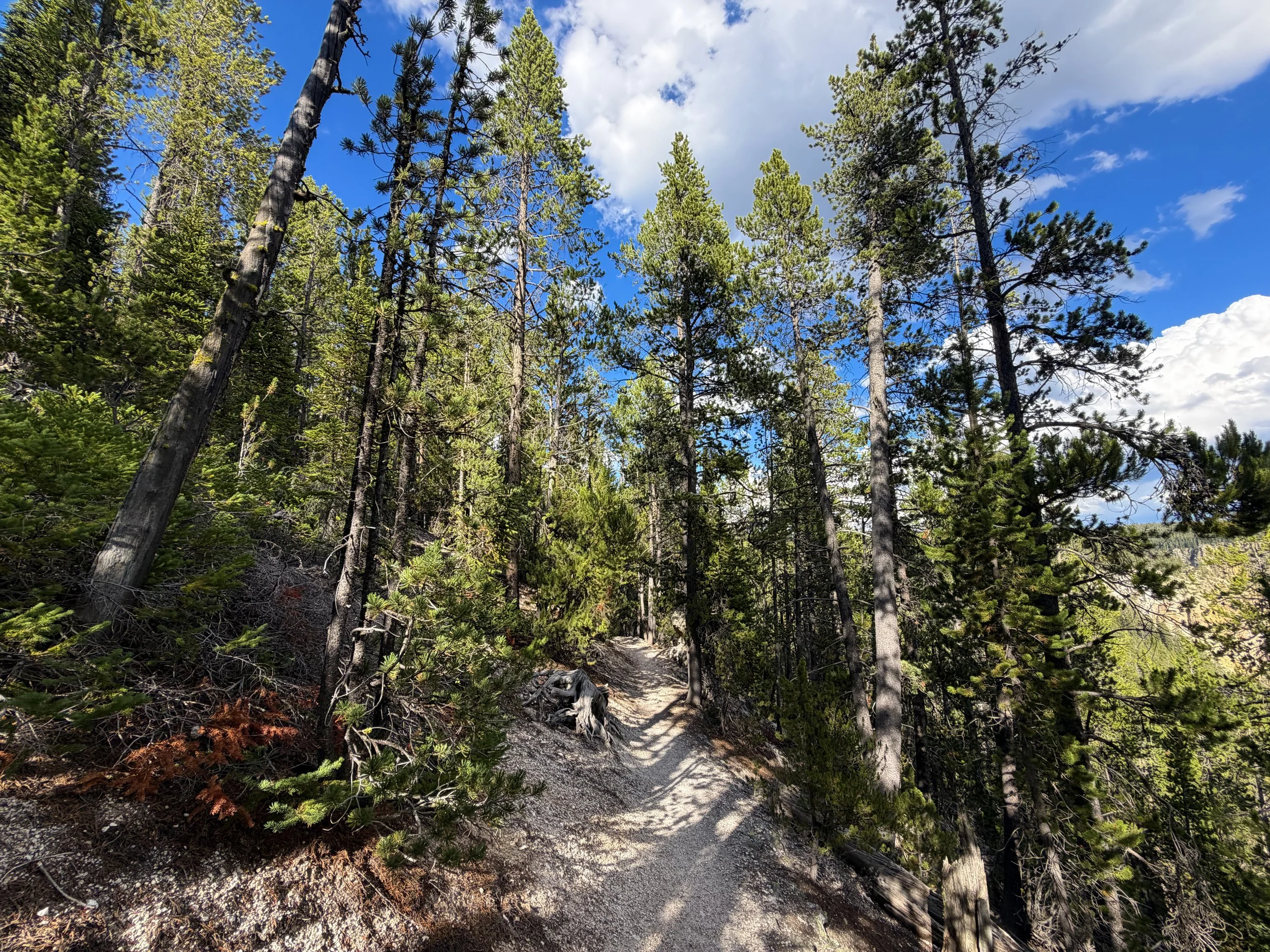 North Rim Trail Yellowstone National Park Wyoming