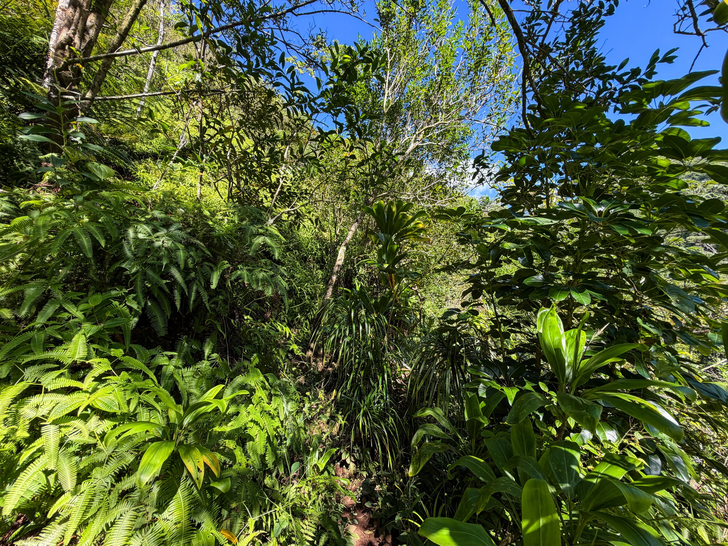 Kaau Crater Hike Oahu Hawaii